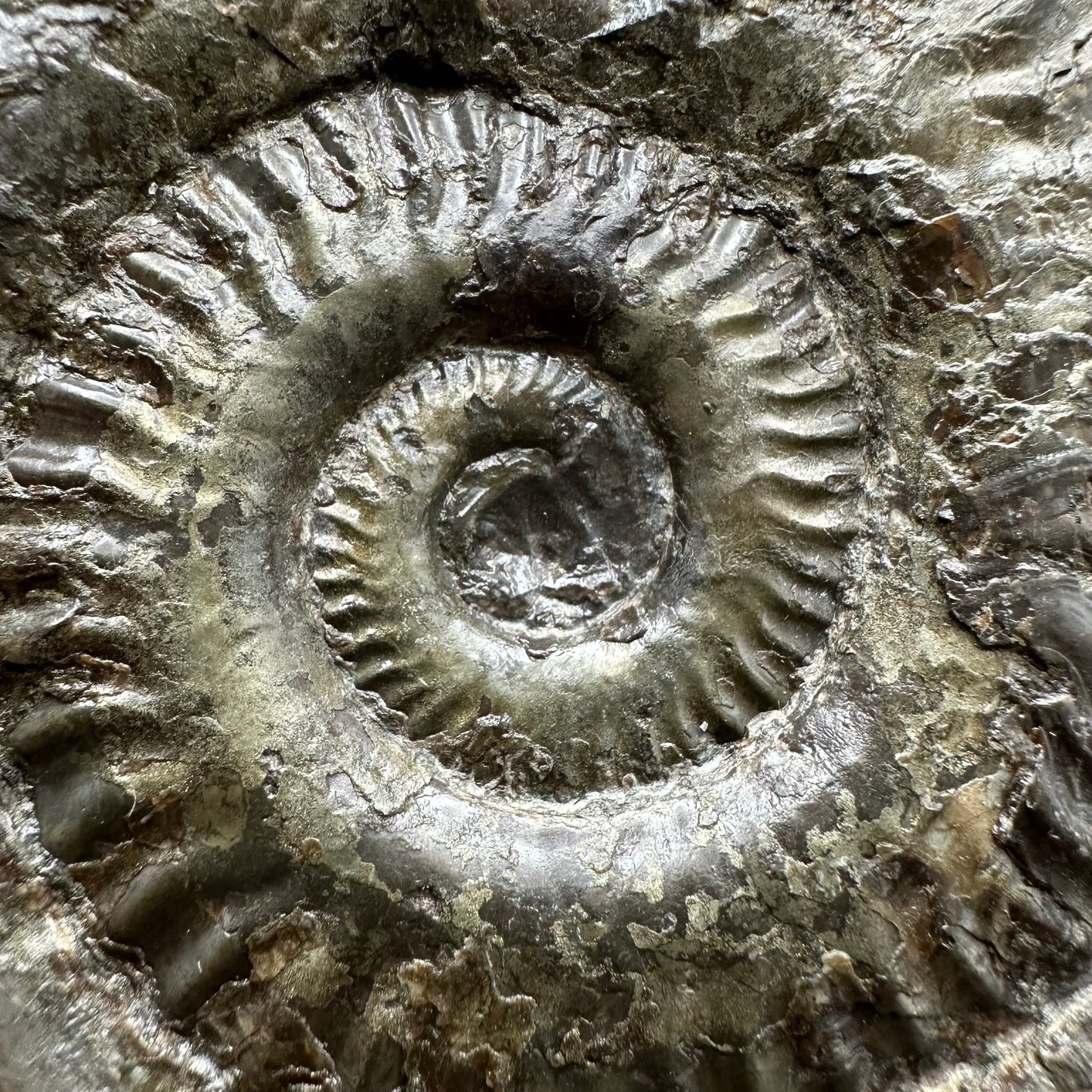 Hildoceras lusitanicum Ammonite fossil with stand - Whitby, North Yorkshire, Jurassic Coast, Yorkshire Fossils from the Jurassic Coast