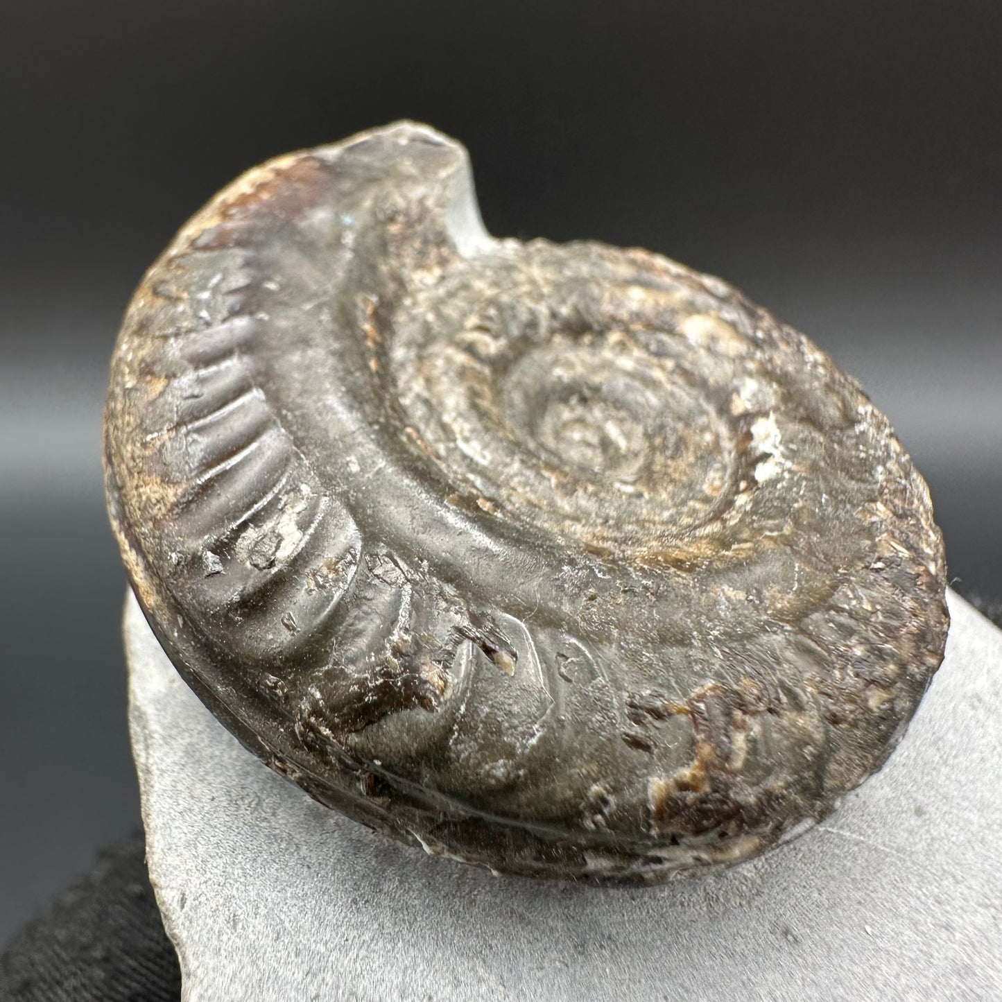 Hildoceras Bifrons Ammonite fossil with box and stand - Whitby, North Yorkshire Jurassic Coast, Yorkshire Fossils from the Jurassic Coast
