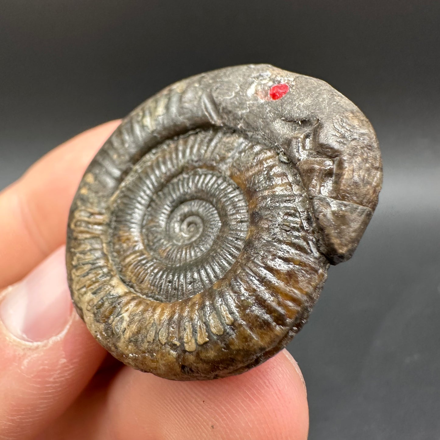 Snakestone Ammonite Fossil With Bag/Box And Stand - Whitby, North Yorkshire Jurassic Coast Yorkshire Fossils