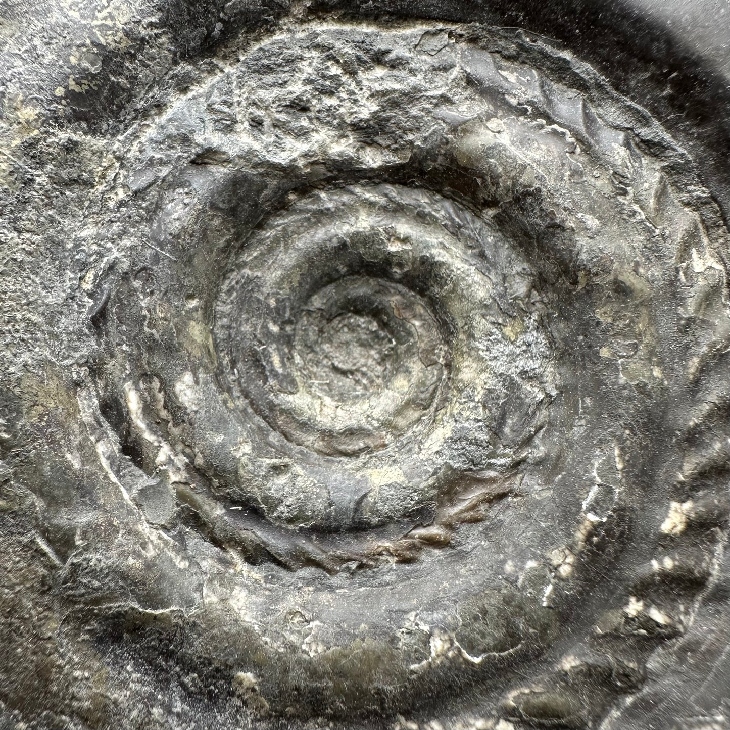 Hildoceras Bifrons Ammonite fossil with stand - Whitby, North Yorkshire Jurassic Coast, Yorkshire Fossils from the Jurassic Coast