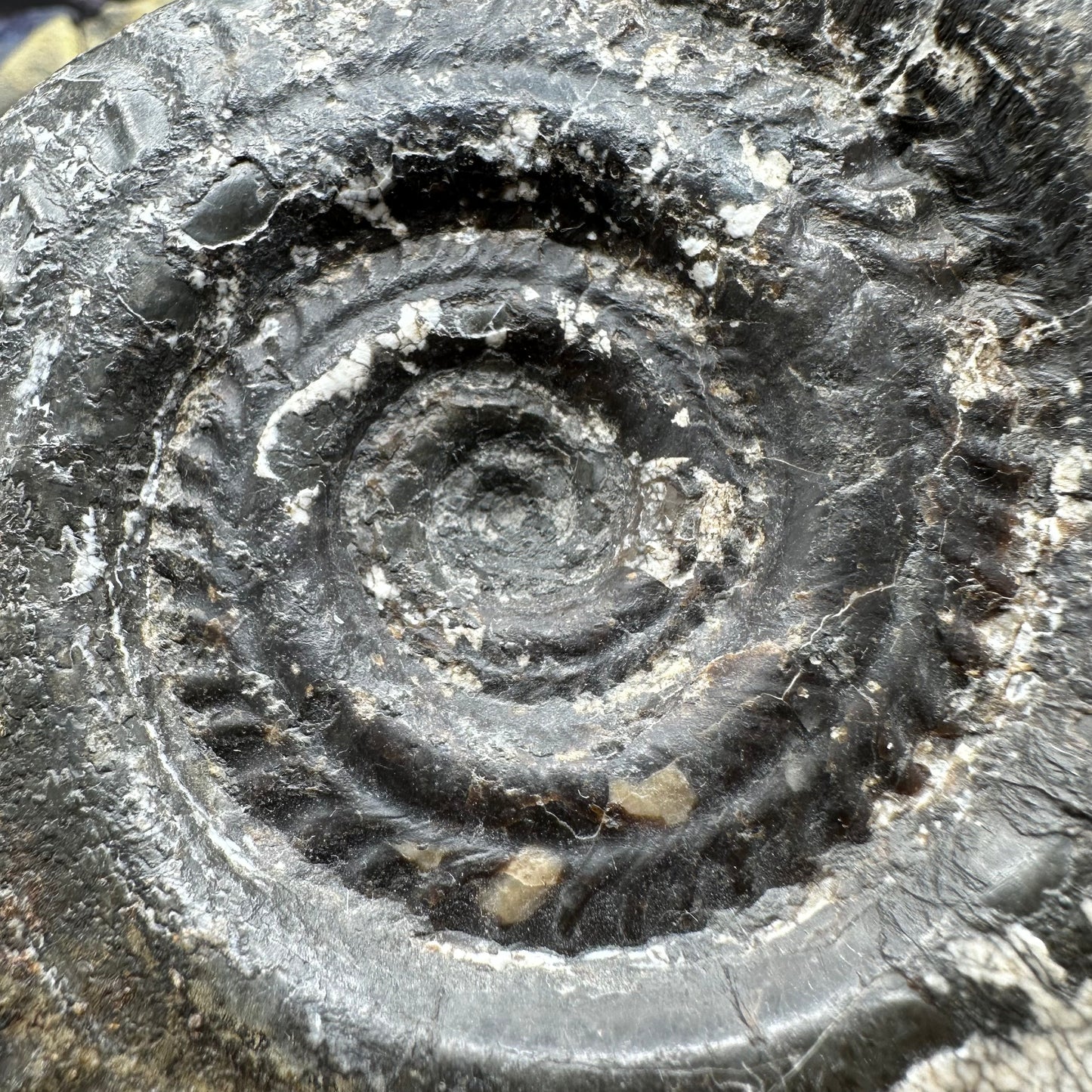 Hildoceras lusitanicum ammonite fossil - Whitby, North Yorkshire Jurassic Coast, Yorkshire Fossils
