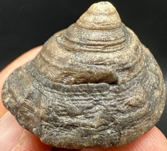 Gastropod Shell Fossil With Box And Stand - Whitby, North Yorkshire, Jurassic Coast, Yorkshire Fossils