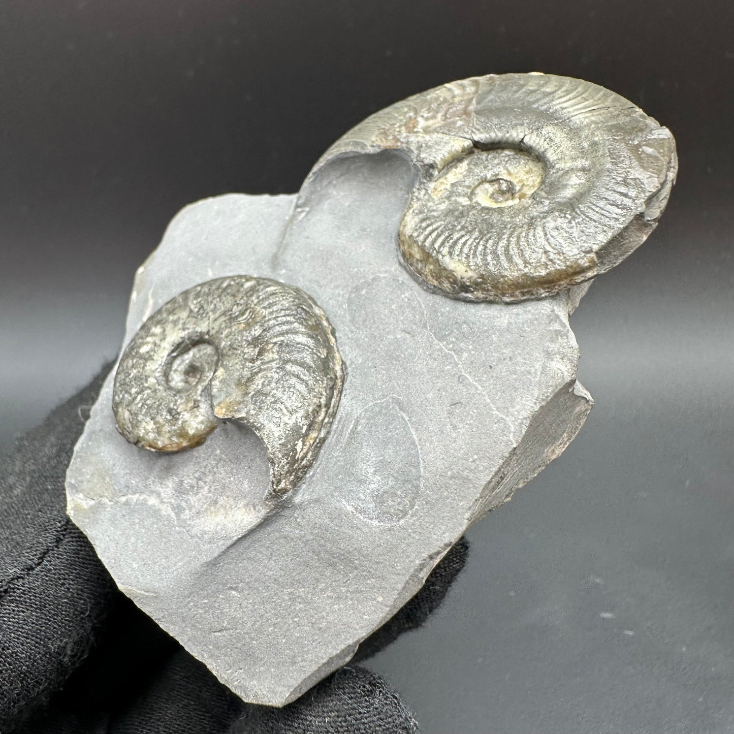 Golden Harpoceras Sp. Ammonite fossil with box and stand - Whitby, North Yorkshire Jurassic Coast Yorkshire Fossils