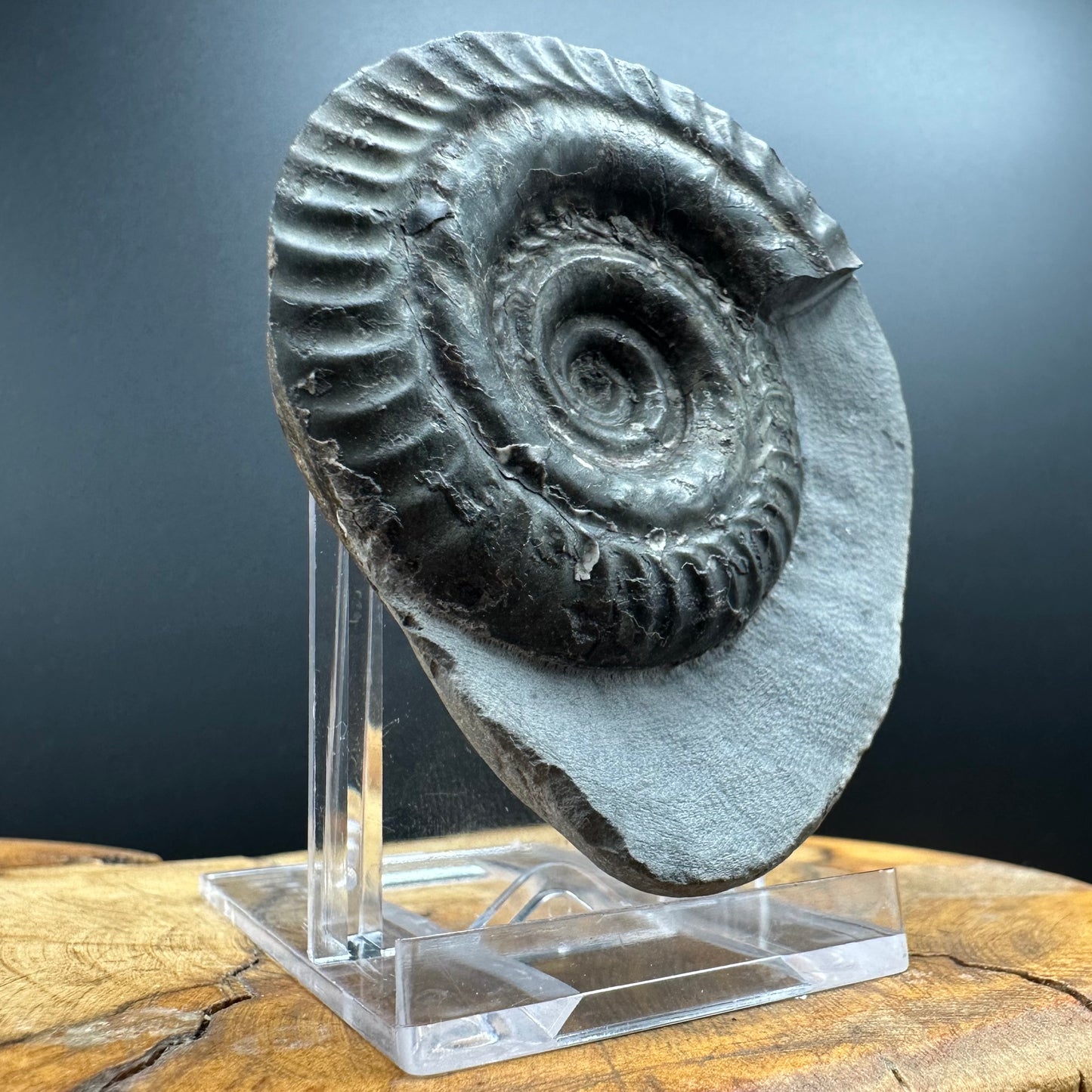 Hildoceras Bifrons Ammonite fossil with box and stand - Whitby, North Yorkshire Jurassic Coast, Yorkshire Fossils from the Jurassic Coast
