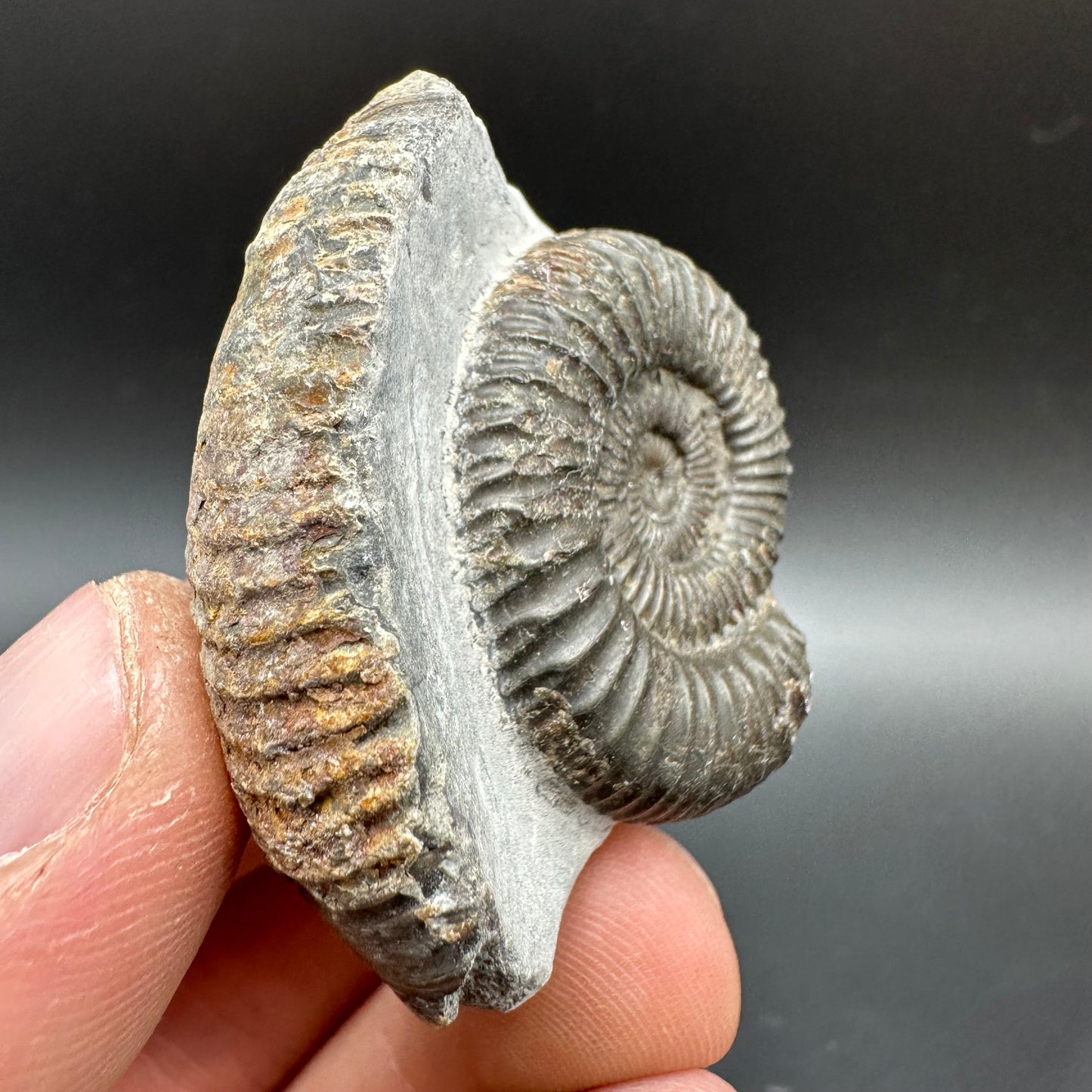 Dactylioceras Ammonite Fossil With Box And Stand - Whitby, North Yorkshire Jurassic Coast Yorkshire Fossils
