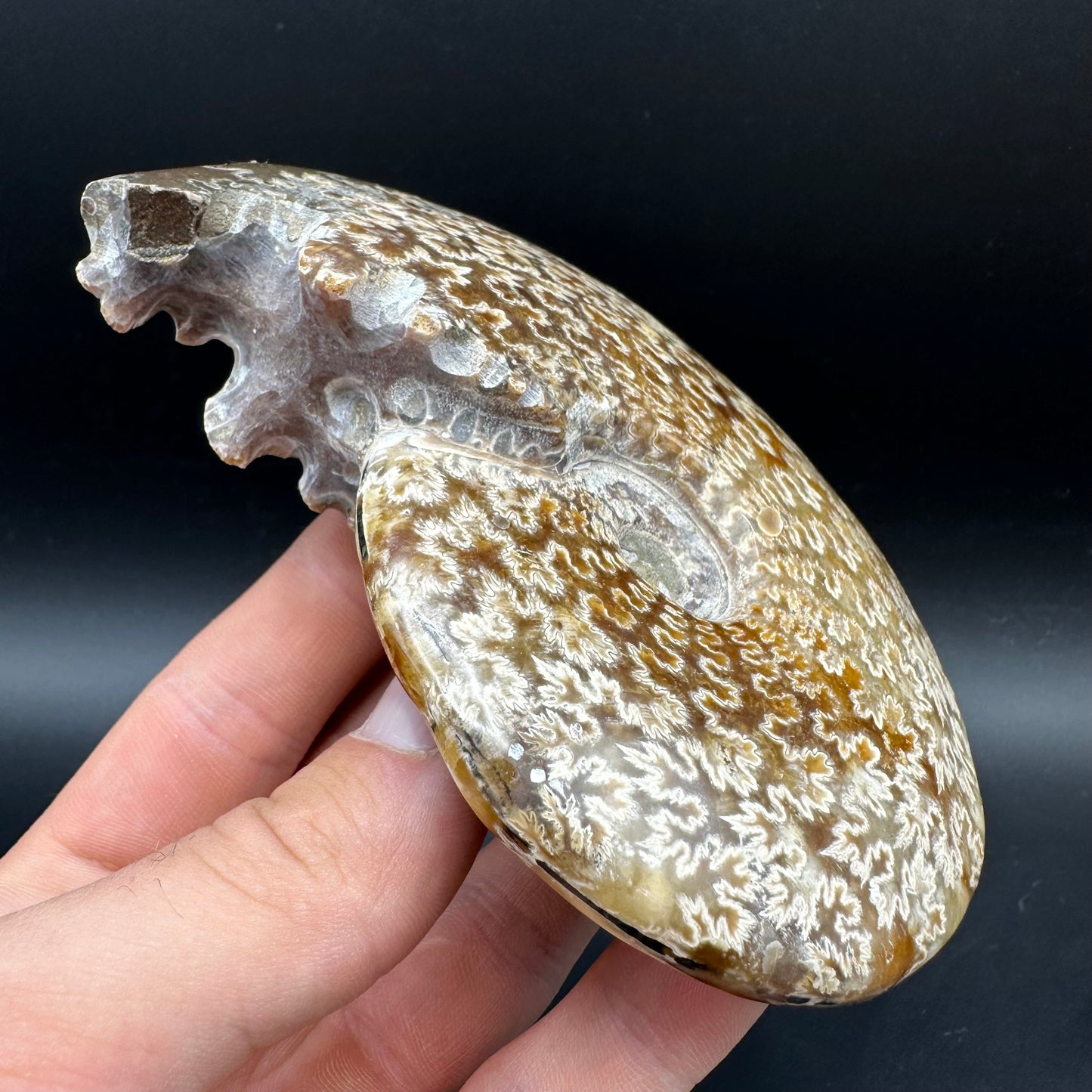 Cleoniceras Ammonite Fossil With Box And Stand - Cretaceous Ammonite Madagascar