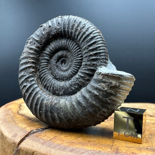 Dactylioceras Ammonite Fossil With box and Stand - Whitby, North Yorkshire Jurassic Coast Yorkshire Fossils