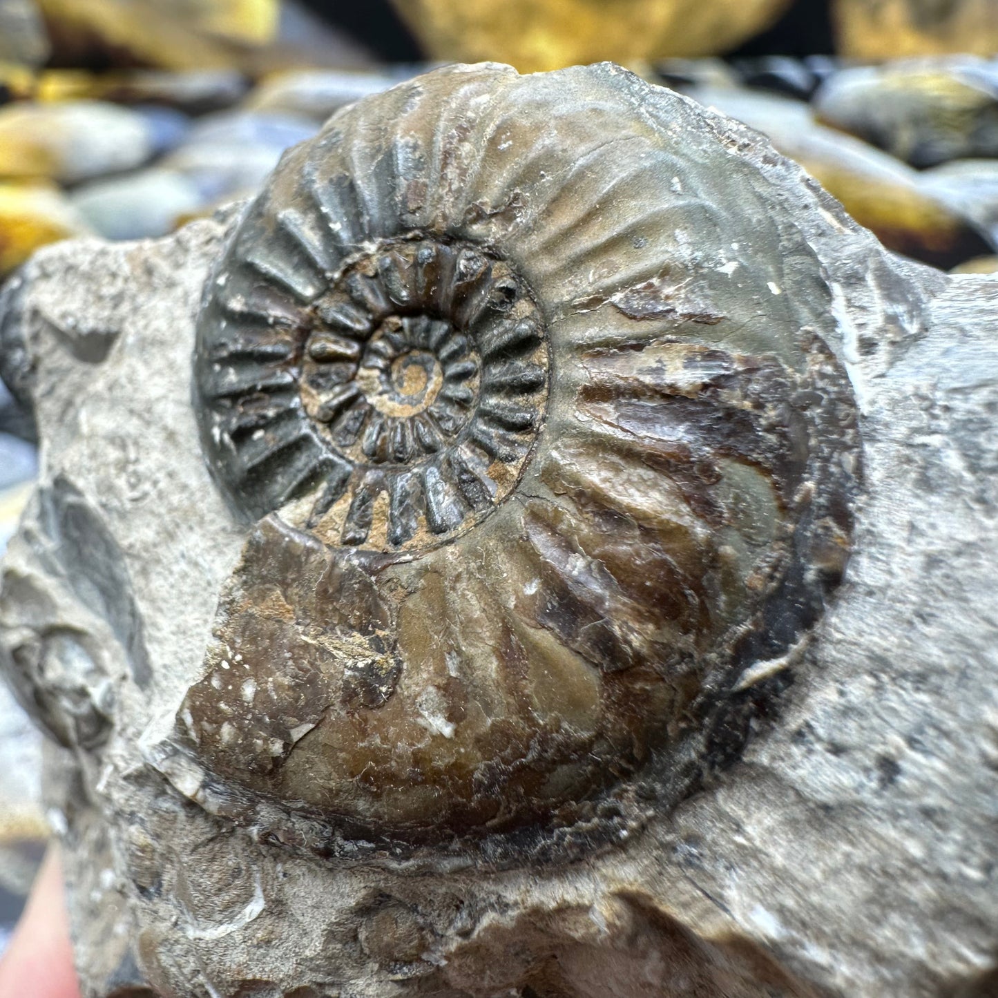 Amaltheus subnodosus ammonite fossil - Whitby, North Yorkshire