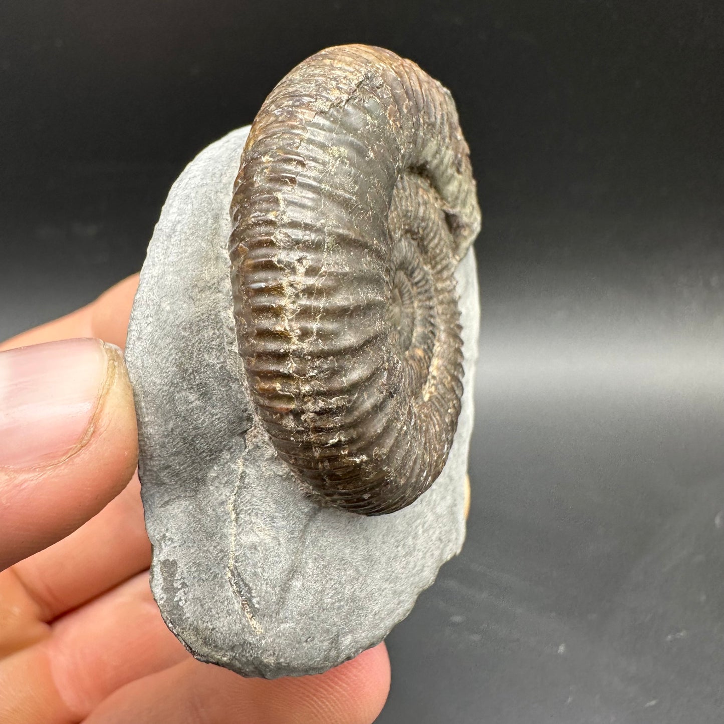Dactylioceras Ammonite Fossil With box and Stand - Whitby, North Yorkshire Jurassic Coast Yorkshire Fossils