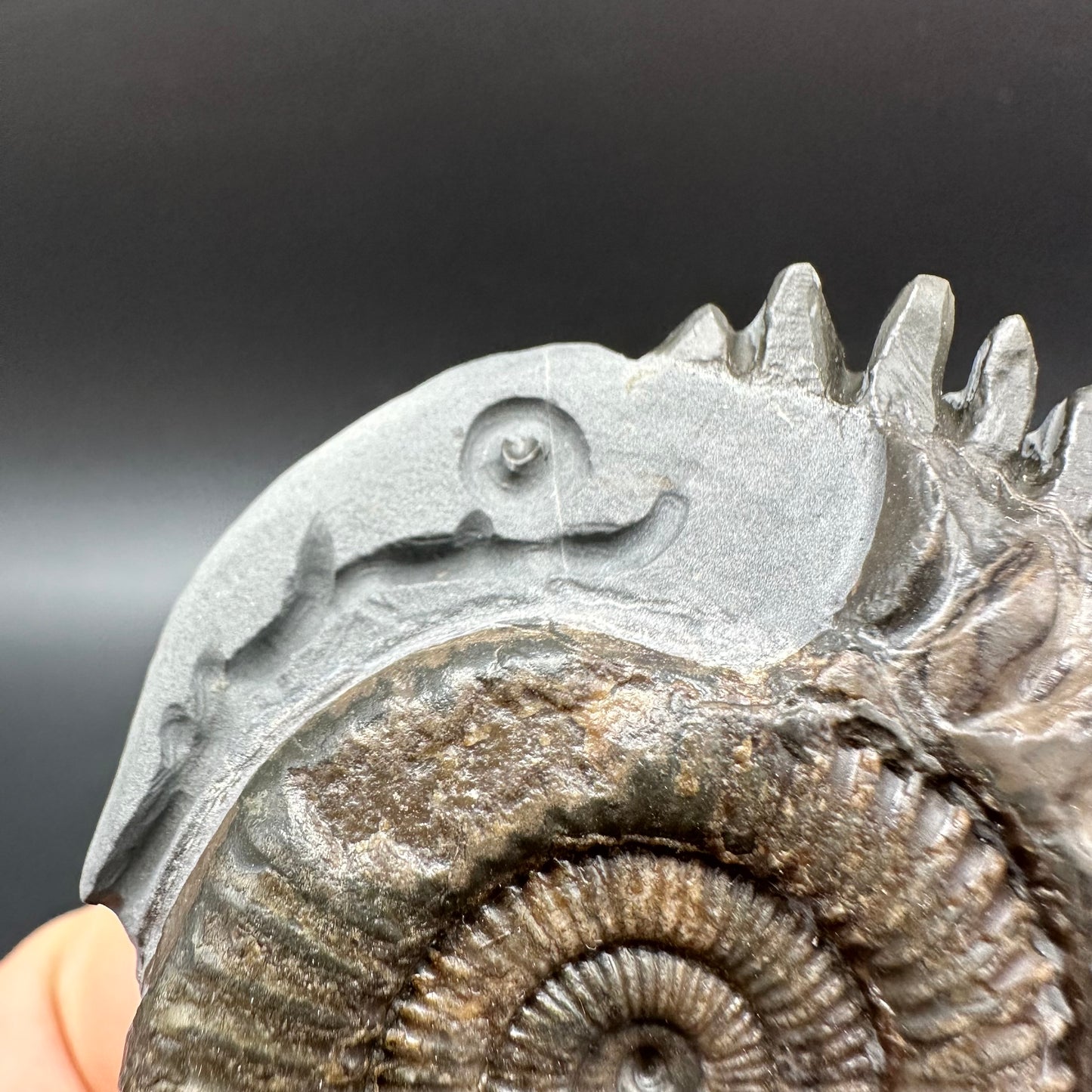Snakestone Ammonite Fossil With Bag/Box And Stand - Whitby, North Yorkshire Jurassic Coast Yorkshire Fossils