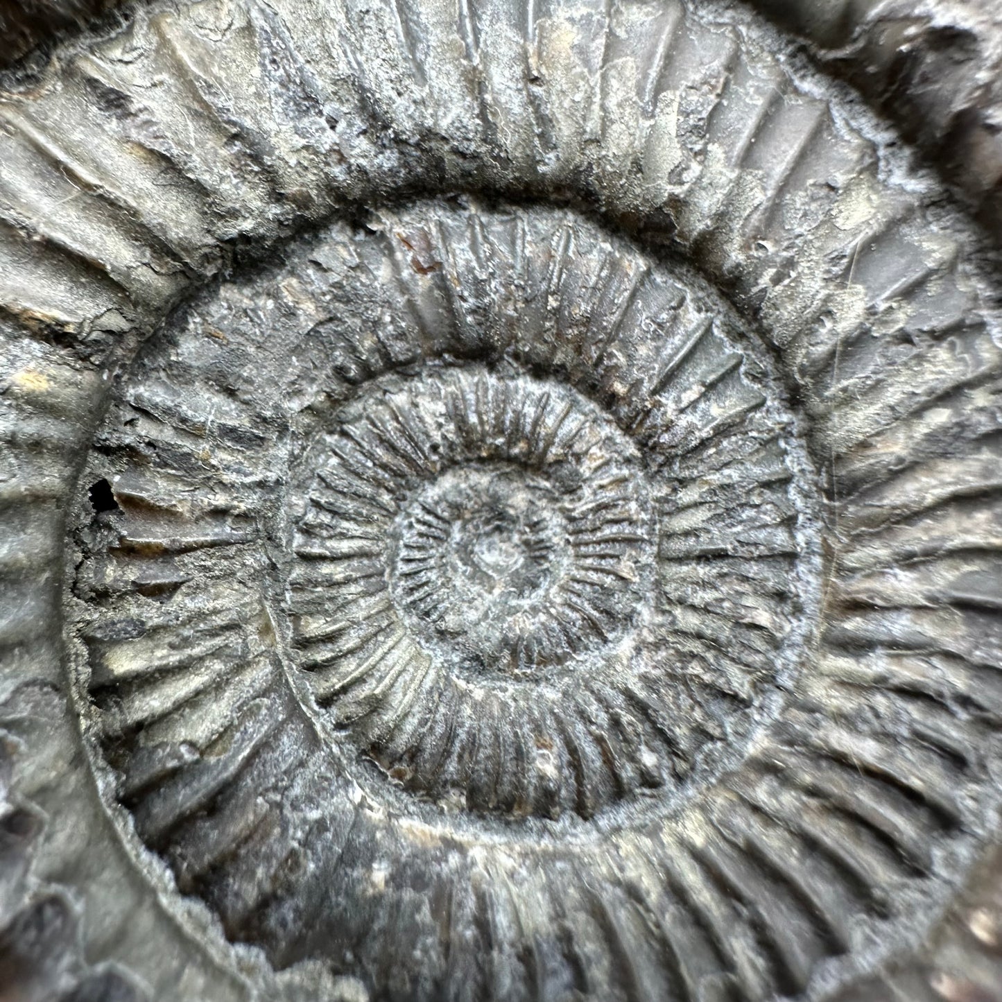 Dactylioceras Ammonite Fossil With Box And Stand - Whitby, North Yorkshire Jurassic Coast Yorkshire Fossils