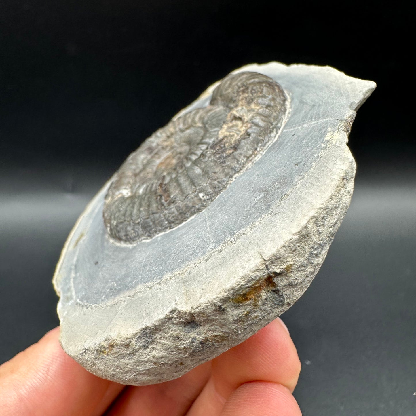 Dactylioceras Ammonite Fossil With Box And Stand - Whitby, North Yorkshire Jurassic Coast Yorkshire Fossils