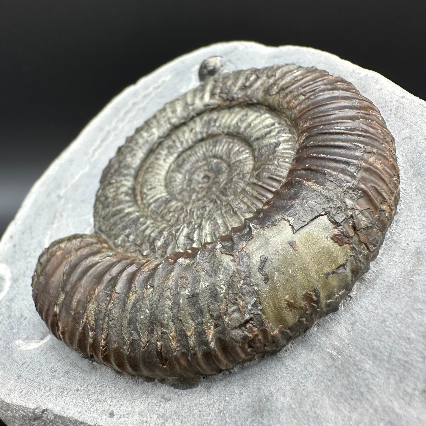 Dactylioceras Ammonite Fossil With Box And Stand - Whitby, North Yorkshire Jurassic Coast Yorkshire Fossils