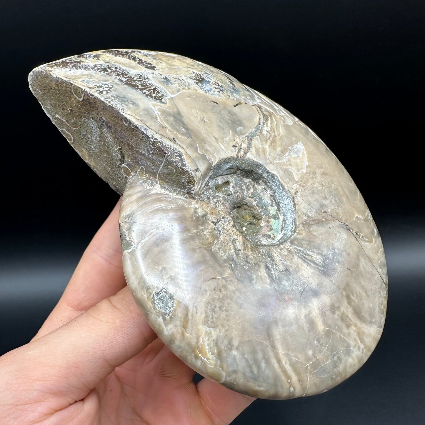 Cleoniceras Ammonite Fossil With Stand - Cretaceous Ammonite Madagascar