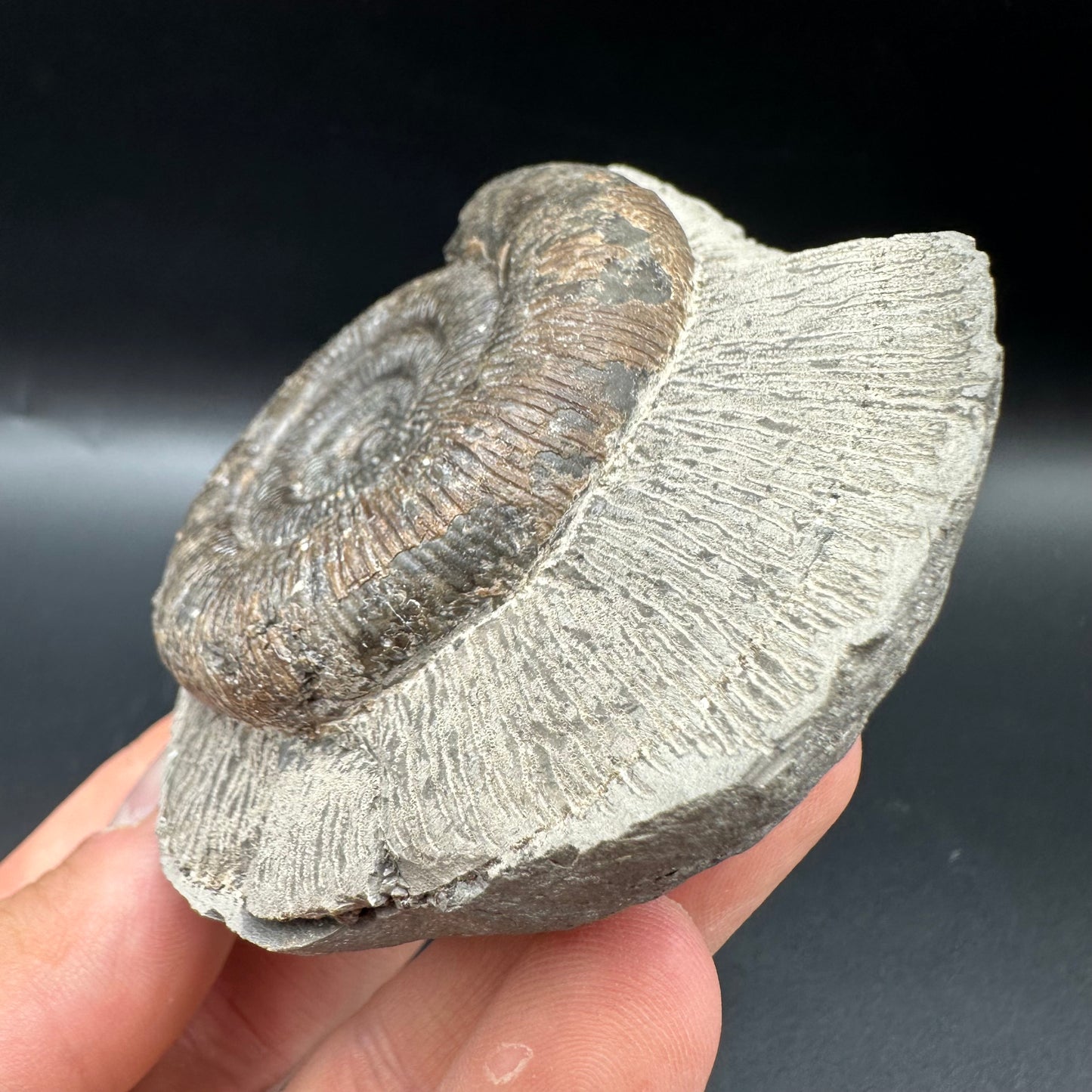 Dactylioceras tenuicostatum Ammonite fossil with box and stand - Whitby, North Yorkshire Jurassic Coast