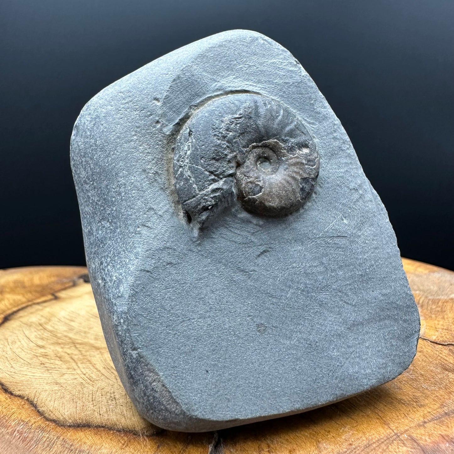 Eleganticeras Elegantulum ammonite fossil with box and stand - Whitby, North Yorkshire Jurassic Coast, Yorkshire Fossils