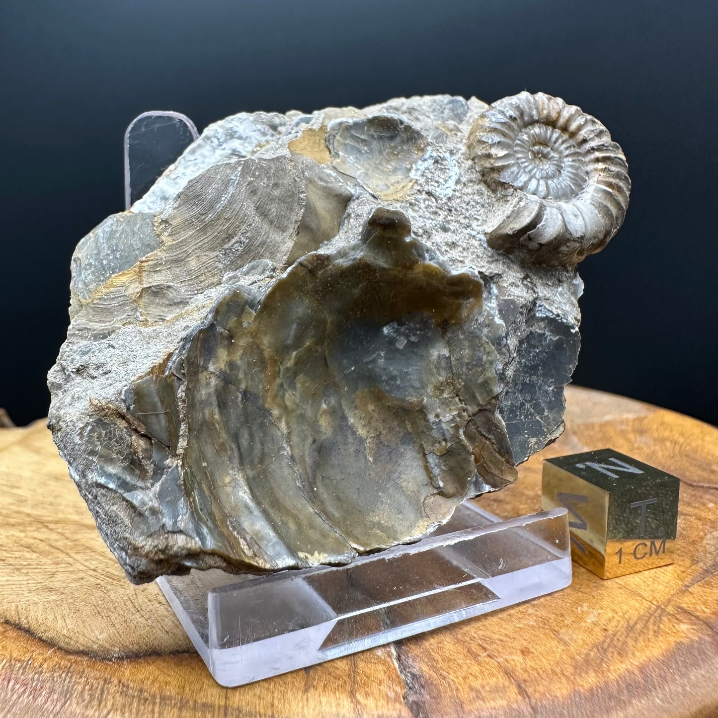Androgynoceras capricornus Ammonite Fossil With Box And Stand - Whitby, North Yorkshire Jurassic Coast Yorkshire Fossils