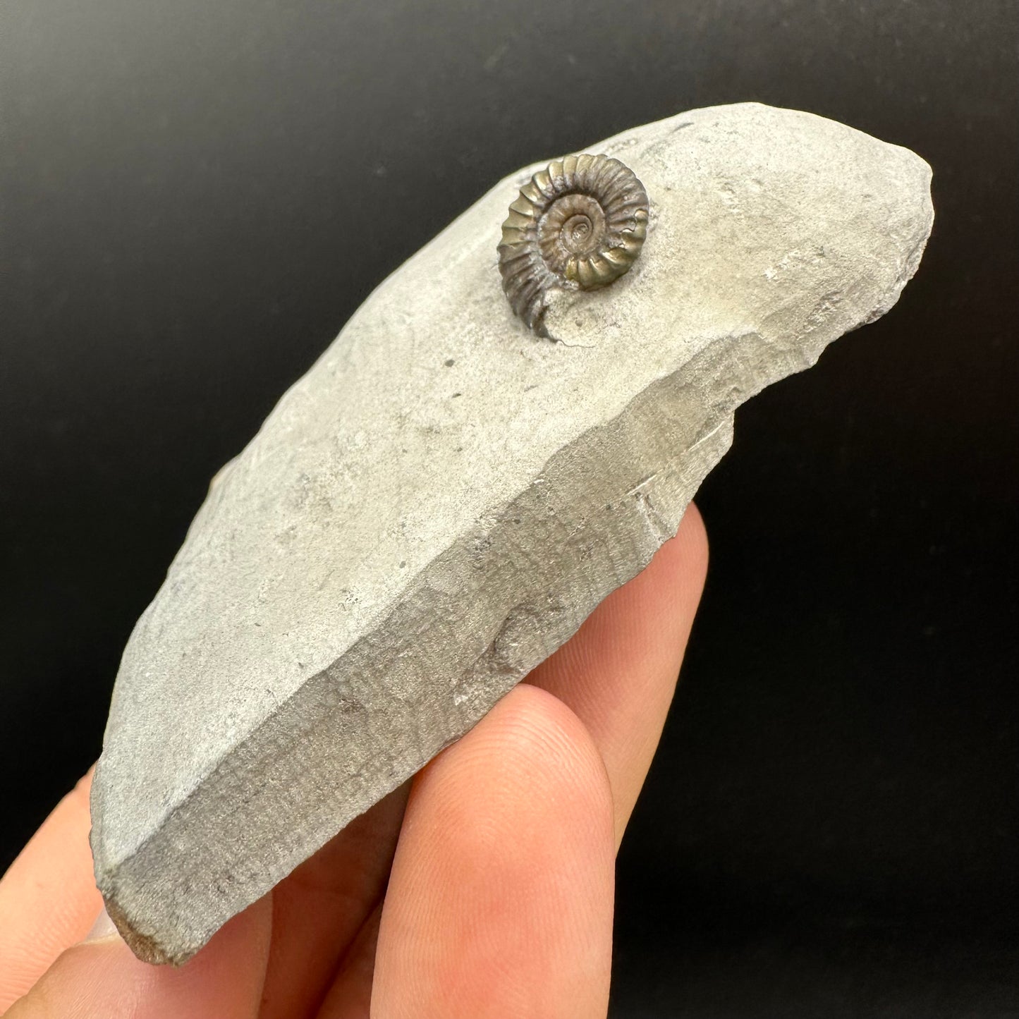 Promicroceras Ammonite shell fossil with box and stand - Whitby, North Yorkshire Jurassic Coast Yorkshire Fossils