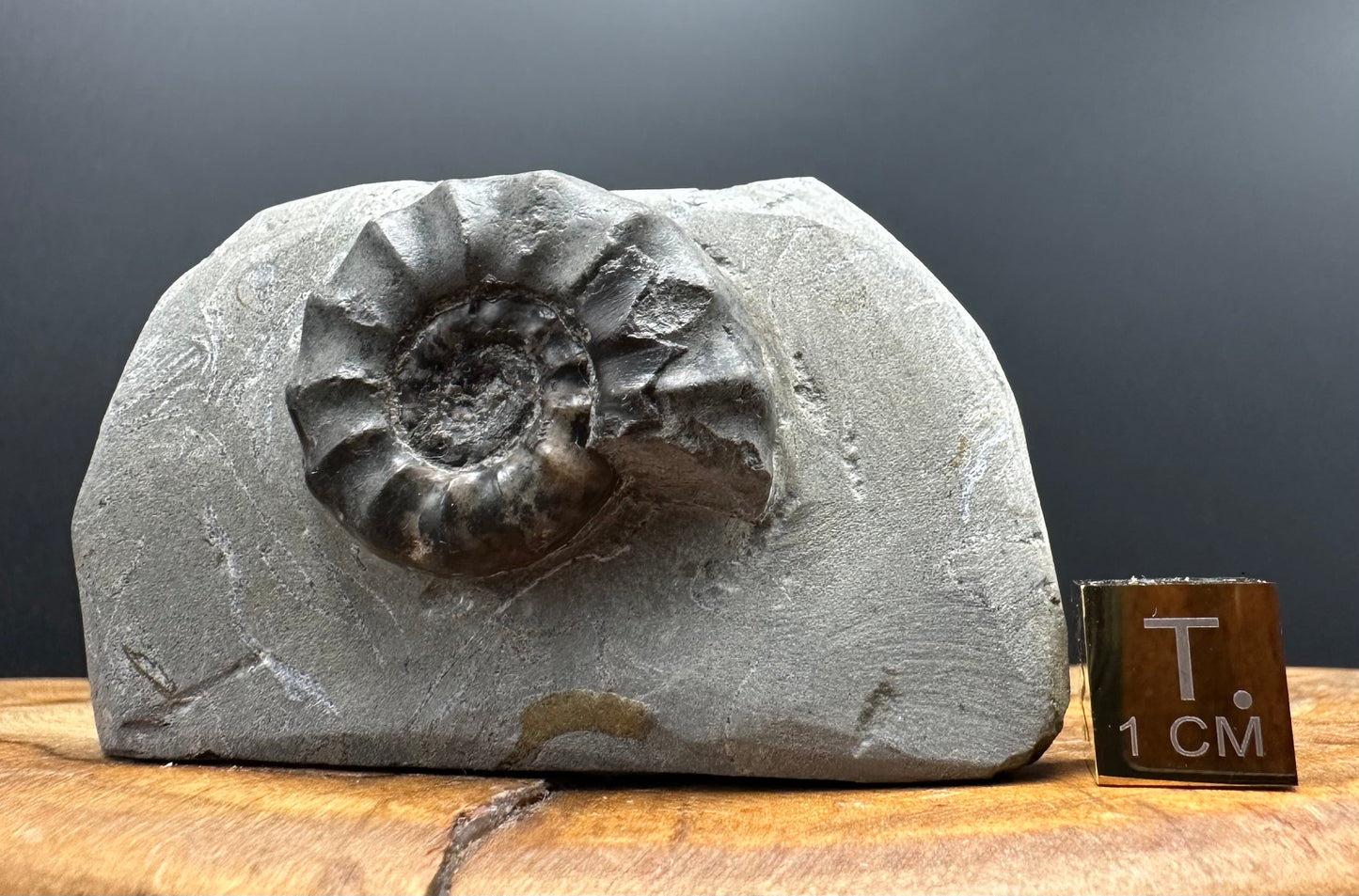 Eugassiceras Ammonite shell fossil with box and stand - Whitby, North Yorkshire Jurassic Coast Yorkshire Fossils