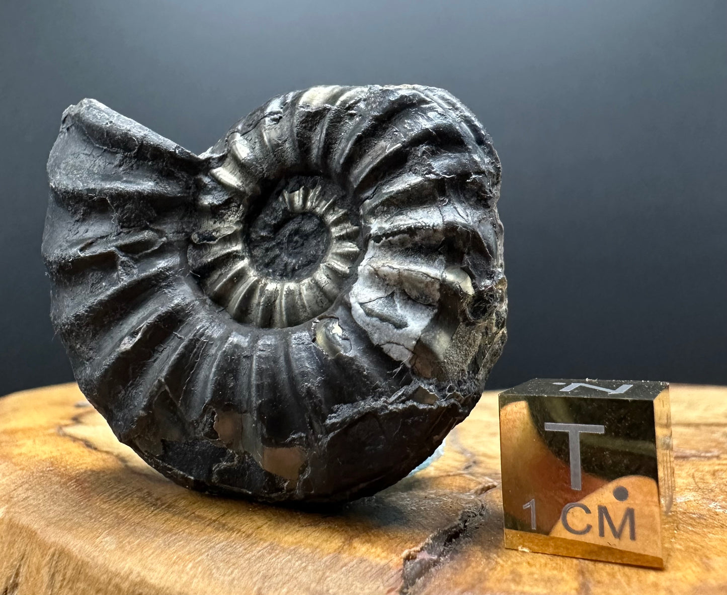 Asteroceras Ammonite fossil with box and stand - Whitby, North Yorkshire Jurassic Coast Yorkshire Fossils