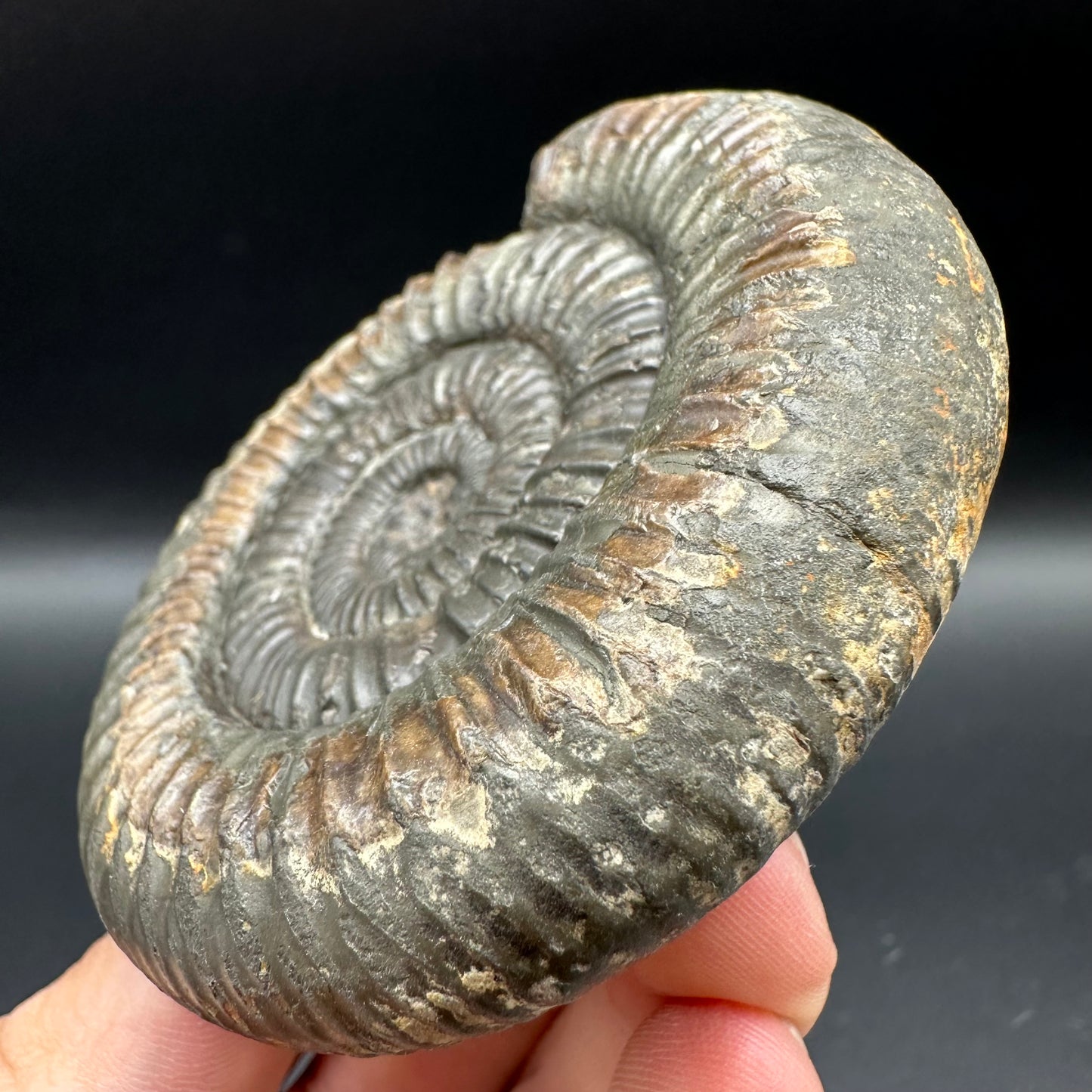 Dactylioceras Ammonite Fossil With Box And Stand - Whitby, North Yorkshire Jurassic Coast Yorkshire Fossils