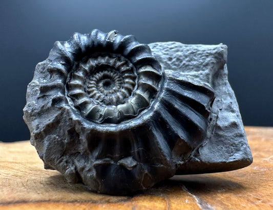 Gagaticeras Ammonite fossil with box and stand - Whitby, North Yorkshire Jurassic Coast Yorkshire Fossils