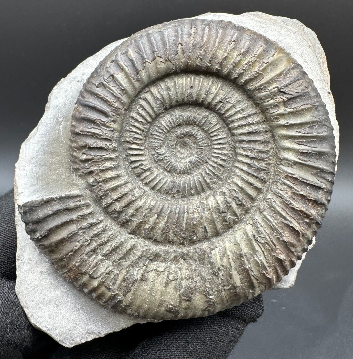 Dactylioceras Ammonite Fossil With Box And Stand - Whitby, North Yorkshire Jurassic Coast Yorkshire Fossils