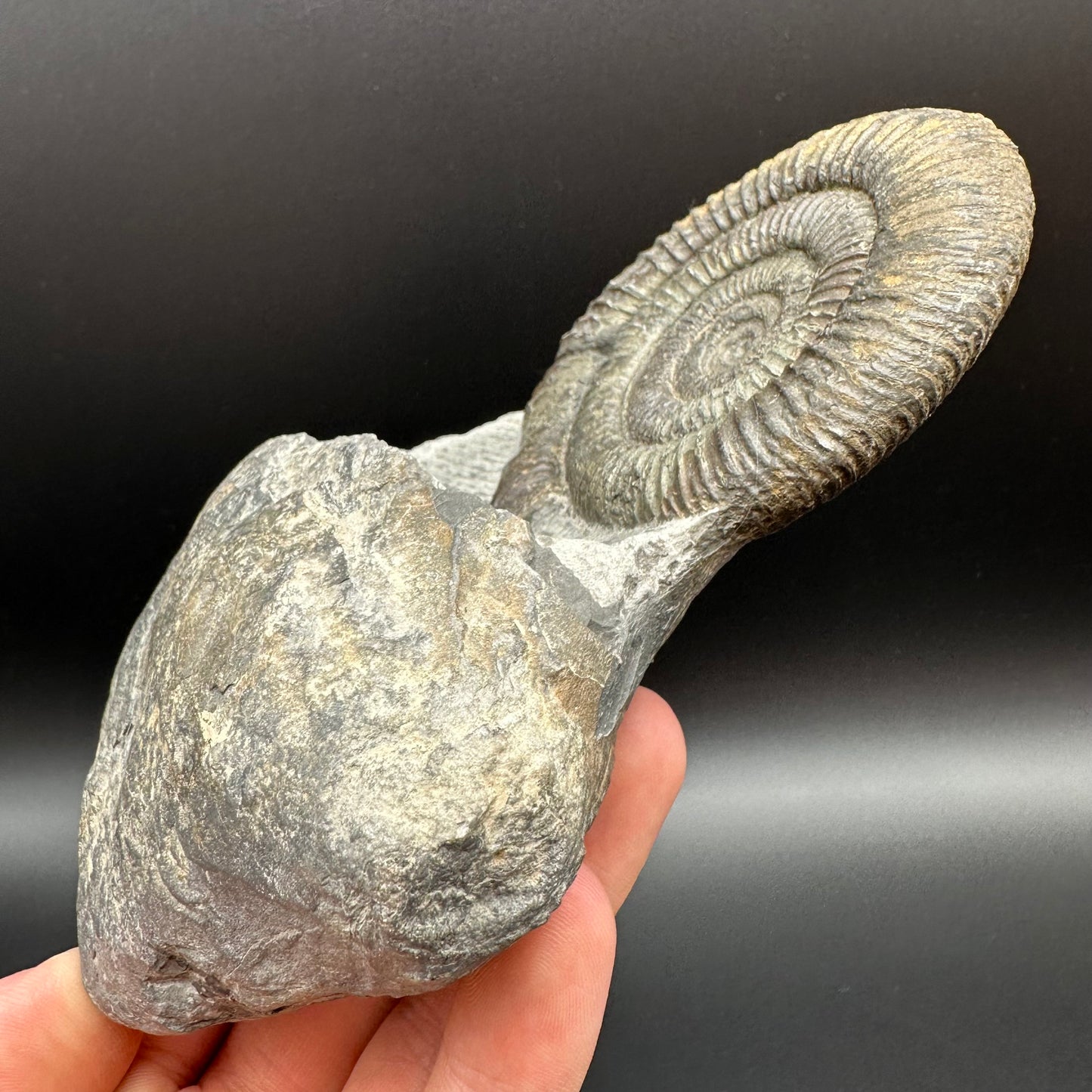 Dactylioceras Ammonite Fossil With Stand - Whitby, North Yorkshire Jurassic Coast Yorkshire Fossils