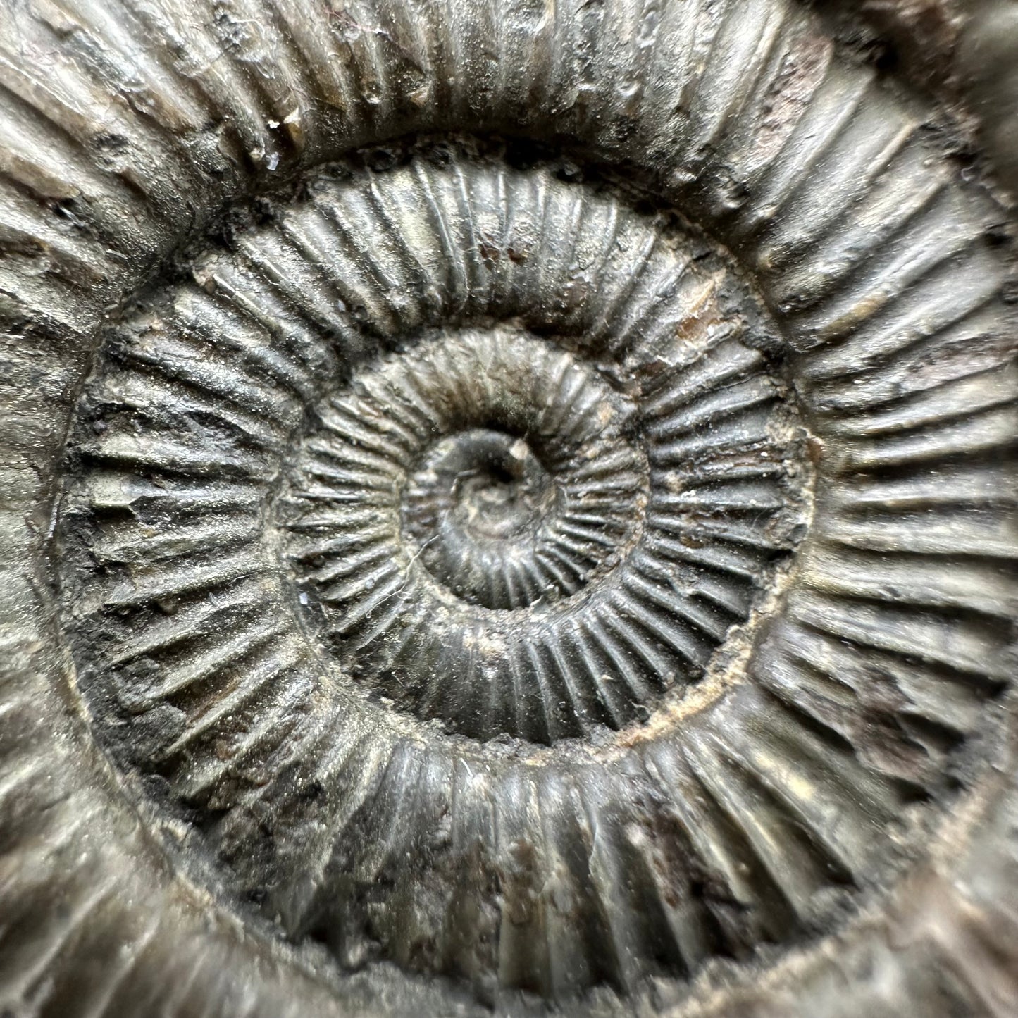 Dactylioceras Ammonite Fossil With Box And Stand - Whitby, North Yorkshire Jurassic Coast Yorkshire Fossils