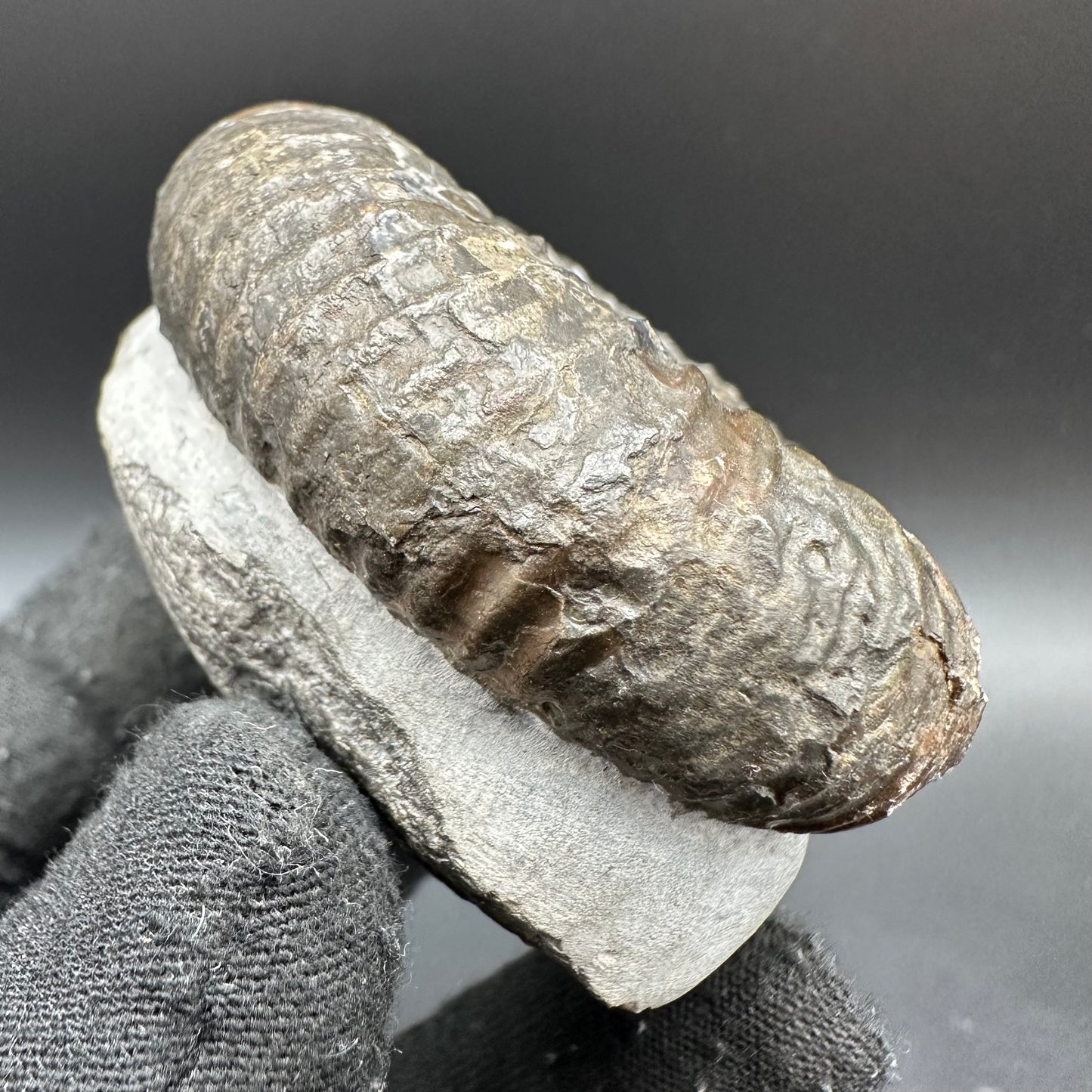 Catacoeloceras Sp. ammonite fossil with box and stand- Whitby, North Yorkshire Jurassic Coast Yorkshire Fossils