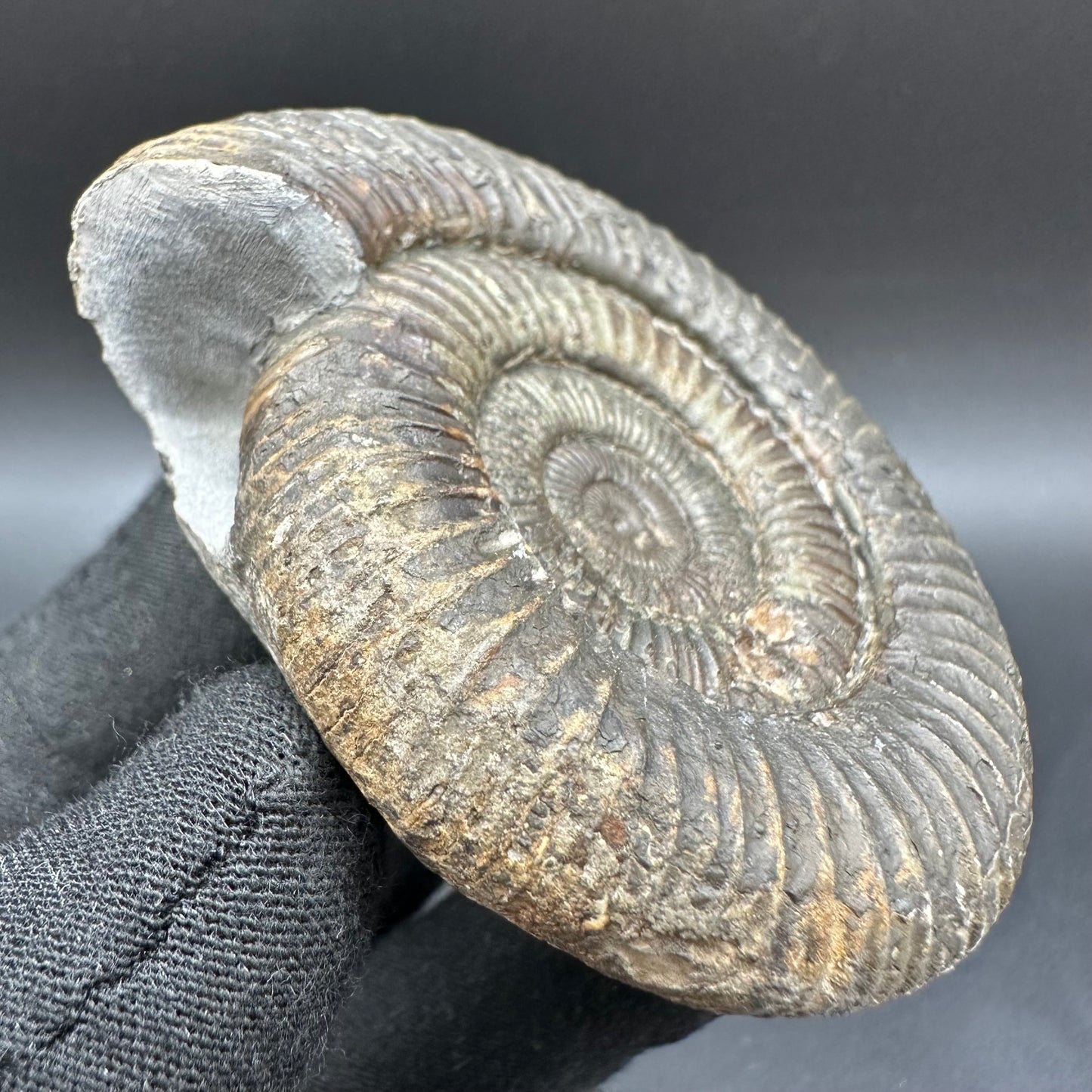 Dactylioceras Ammonite Fossil With Box And Stand - Whitby, North Yorkshire Jurassic Coast Yorkshire Fossils