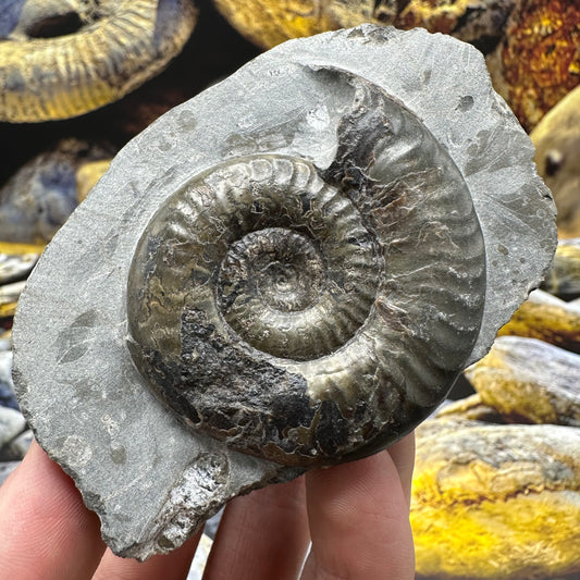 Grammoceras thoaurense ammonite shell fossil - Whitby, North Yorkshire