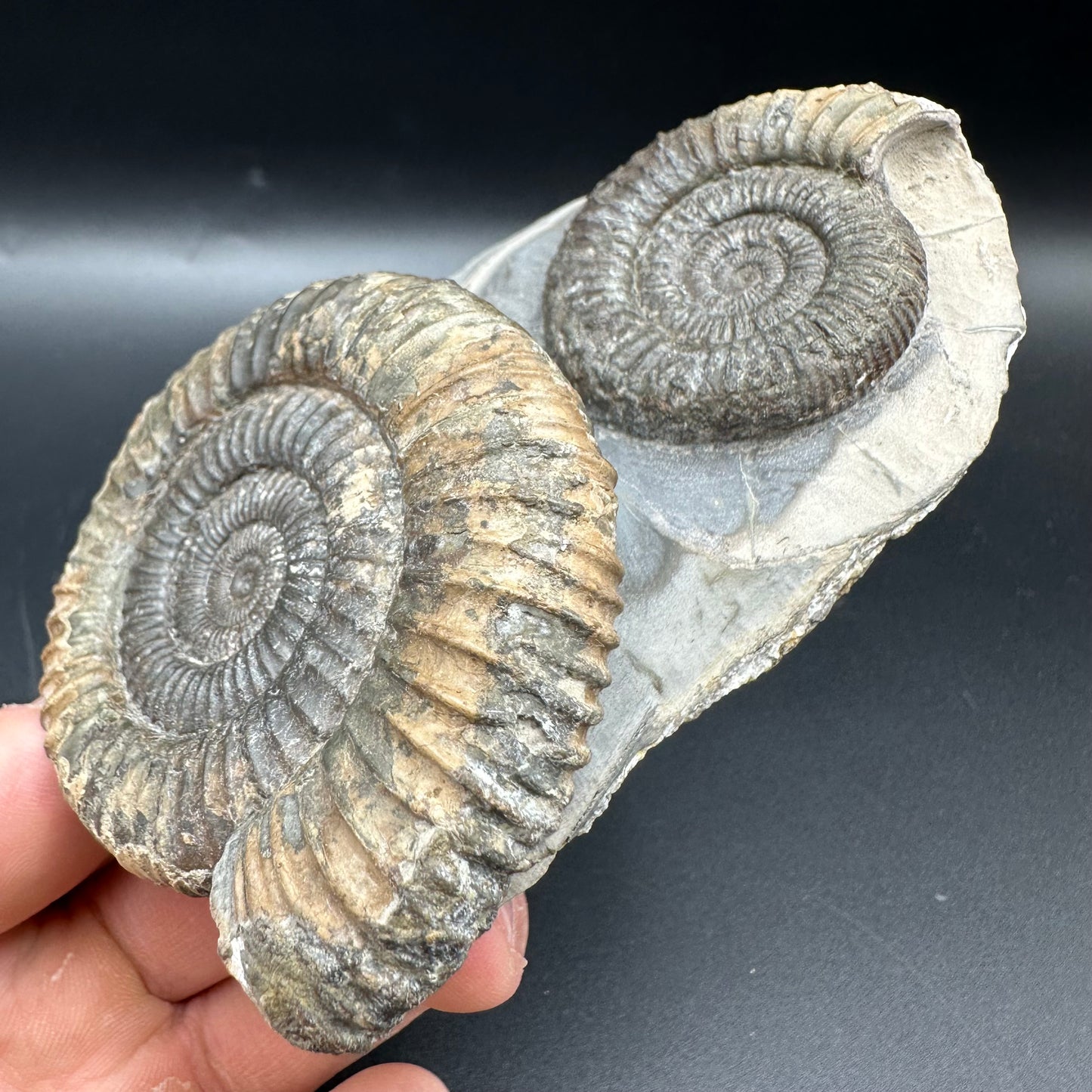 Dactylioceras Multi ammonite fossil with box and stand - Whitby, North Yorkshire Jurassic Coast, Yorkshire Fossils