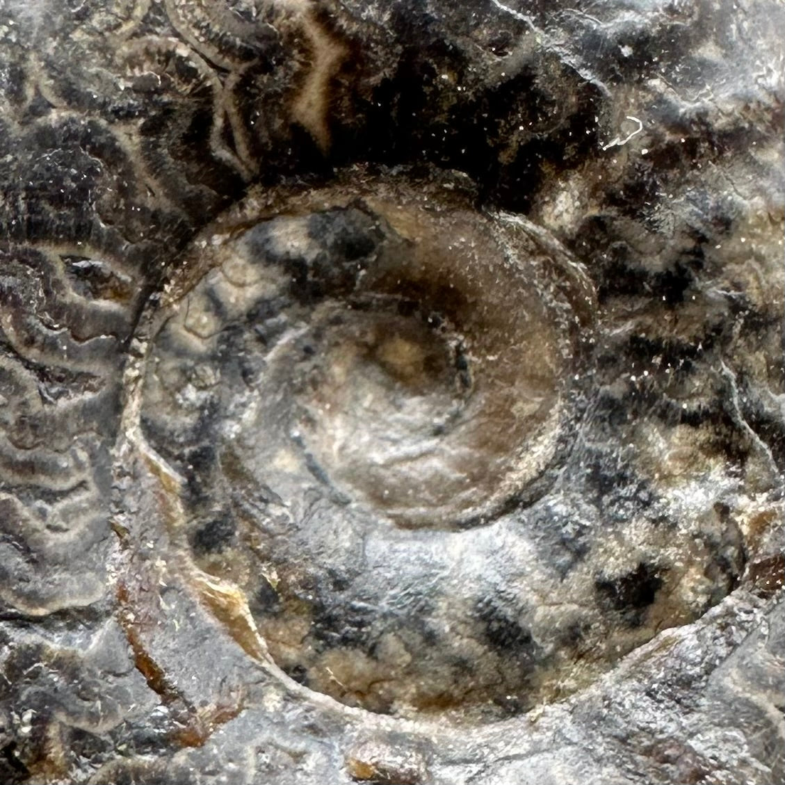 Grammoceras thoaurense Ammonite shell fossil with box and stand - Whitby, North Yorkshire, Yorkshire Fossils from the Jurassic Coast