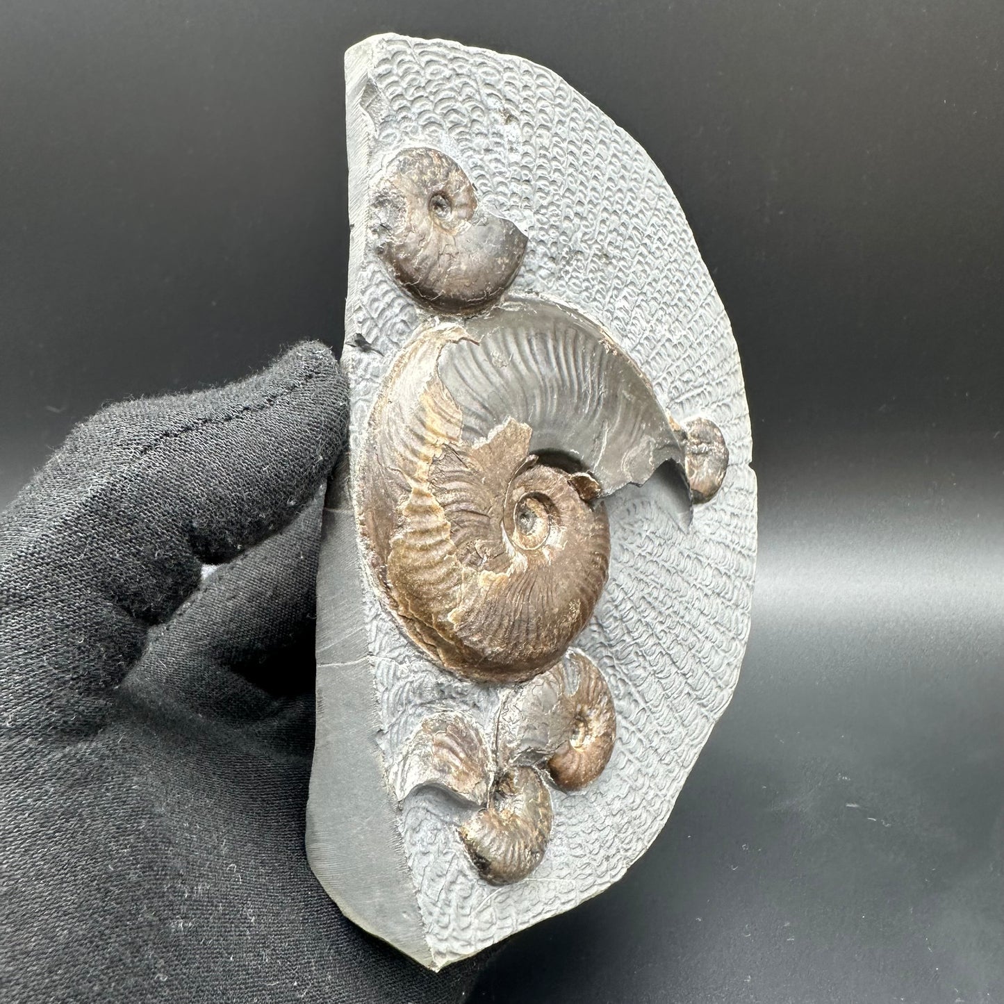 Eleganticeras Elegantulum ammonite fossil with stand - Whitby, North Yorkshire Jurassic Coast, Yorkshire Fossils