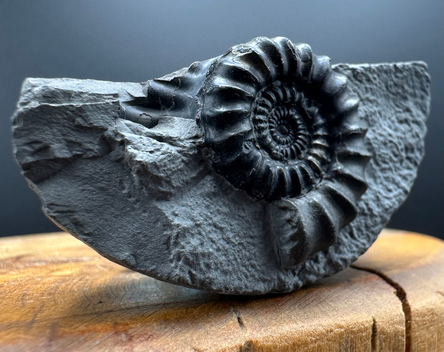 Gagaticeras Ammonite fossil with box and stand - Whitby, North Yorkshire Jurassic Coast Yorkshire Fossils