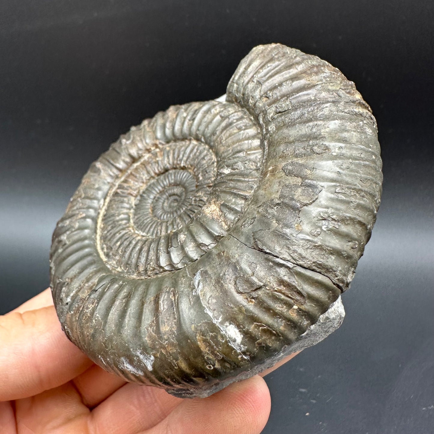 Dactylioceras Ammonite Fossil With box and Stand - Whitby, North Yorkshire Jurassic Coast Yorkshire Fossils