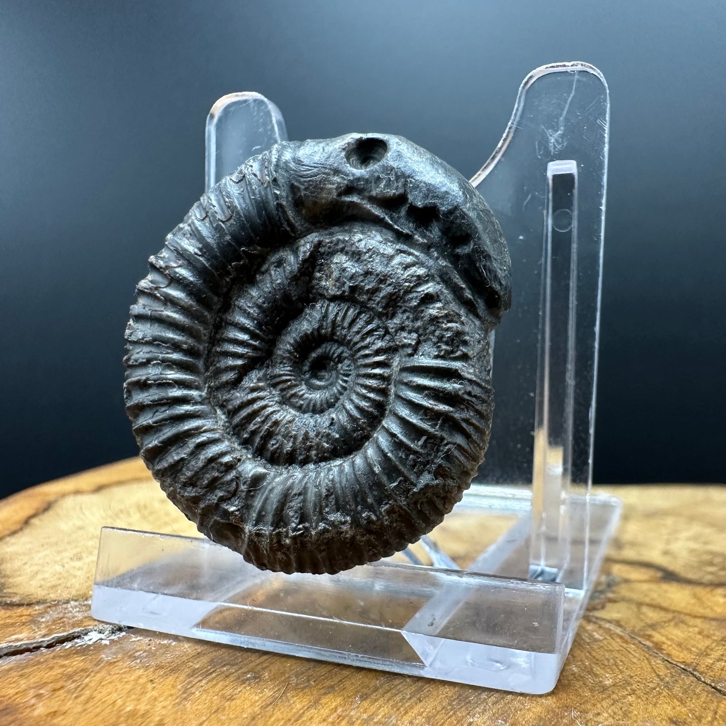 Snakestone Ammonite Fossil With Bag/Box And Stand - Whitby, North Yorkshire Jurassic Coast Yorkshire Fossils