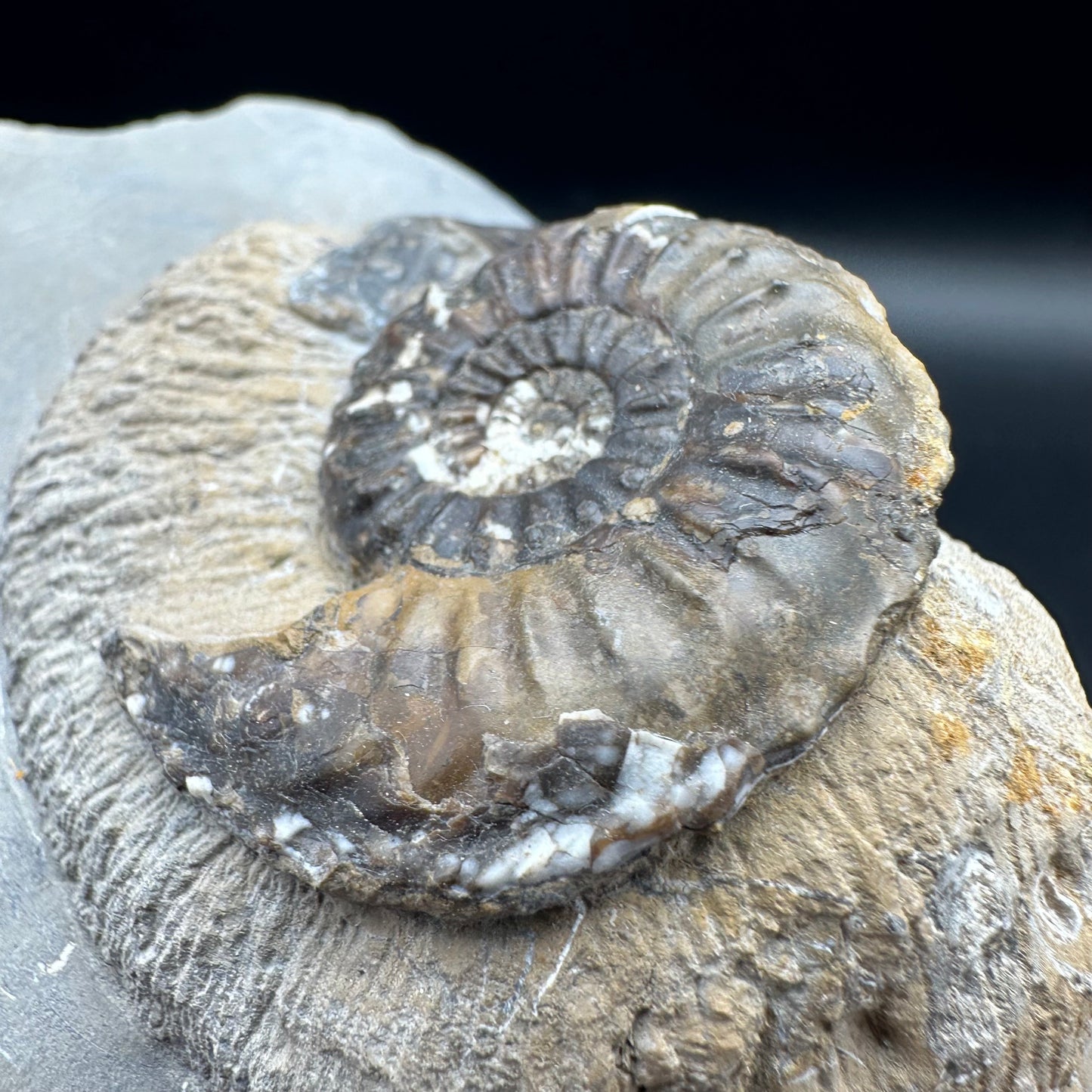Amaltheus subnodosus ammonite fossil - Whitby, North Yorkshire Jurassic Coast Yorkshire Fossils