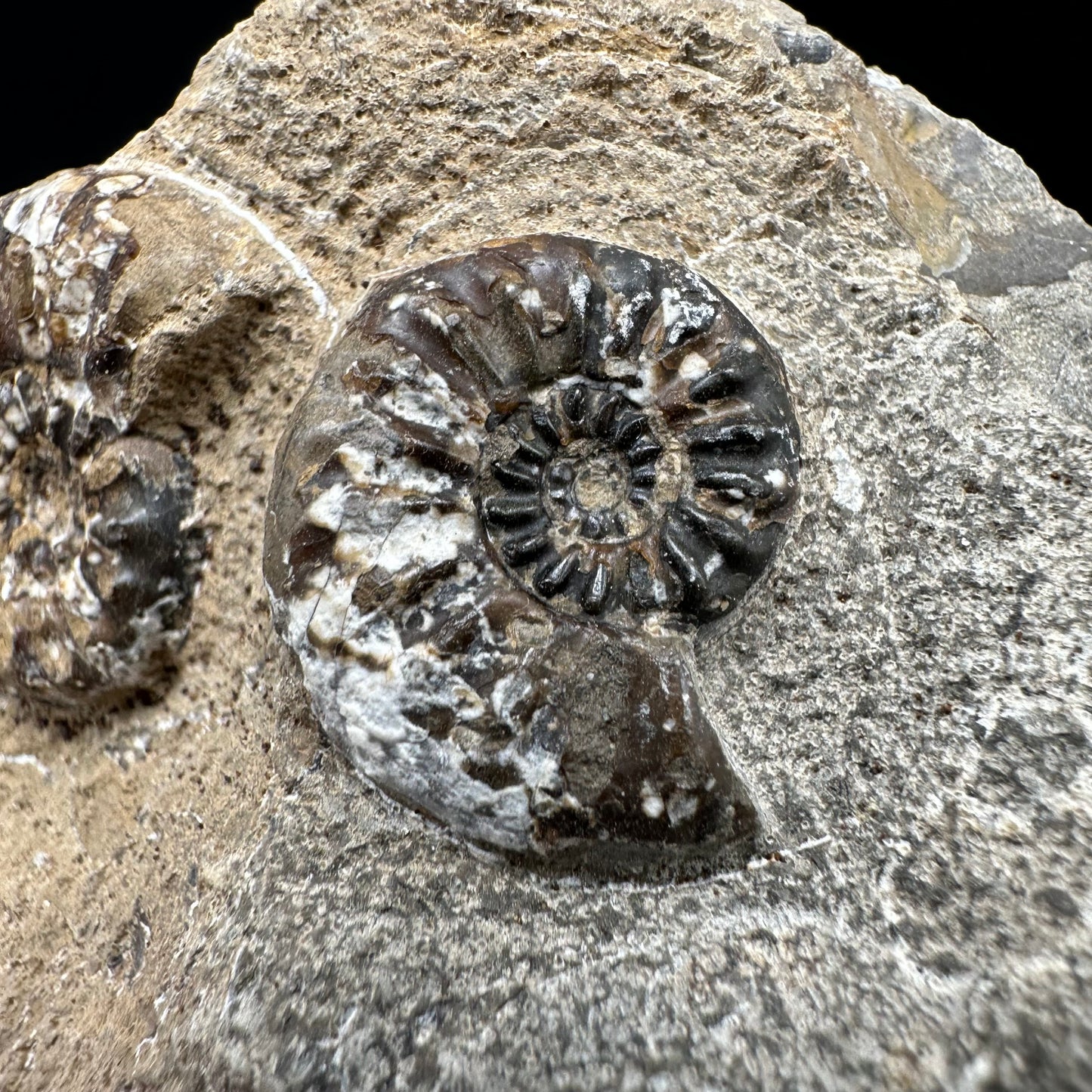 Amaltheus subnodosus Ammonite fossil with box and stand - Whitby, North Yorkshire Jurassic Coast Yorkshire Fossils