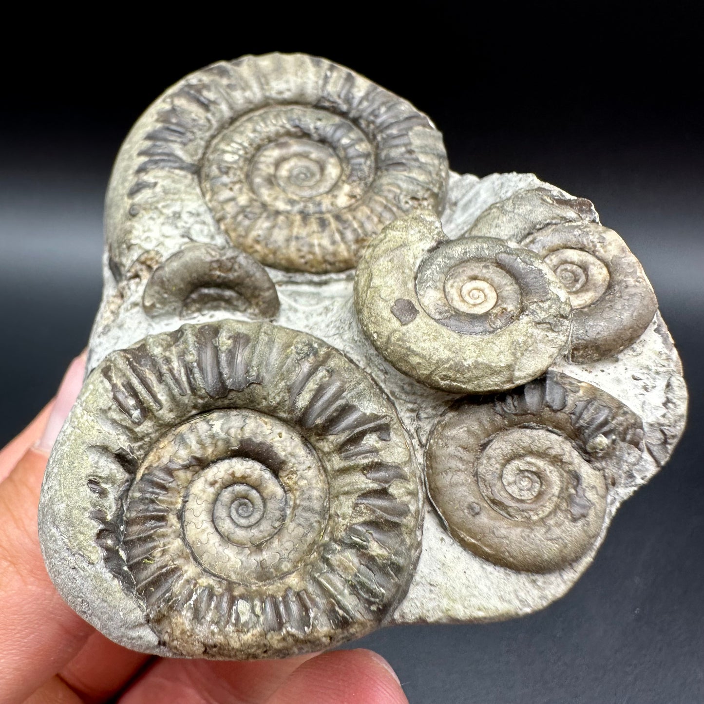 Arnioceras ammonite shell fossil with box and stand - Whitby, North Yorkshire Jurassic Coast Yorkshire Fossils