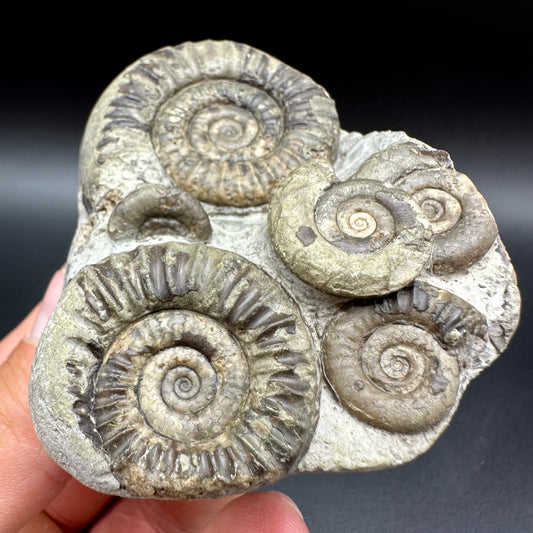 Arnioceras ammonite shell fossil with box and stand - Whitby, North Yorkshire Jurassic Coast Yorkshire Fossils