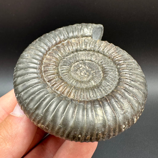 Dactylioceras Ammonite Fossil With Box And Stand - Whitby, North Yorkshire Jurassic Coast Yorkshire Fossils