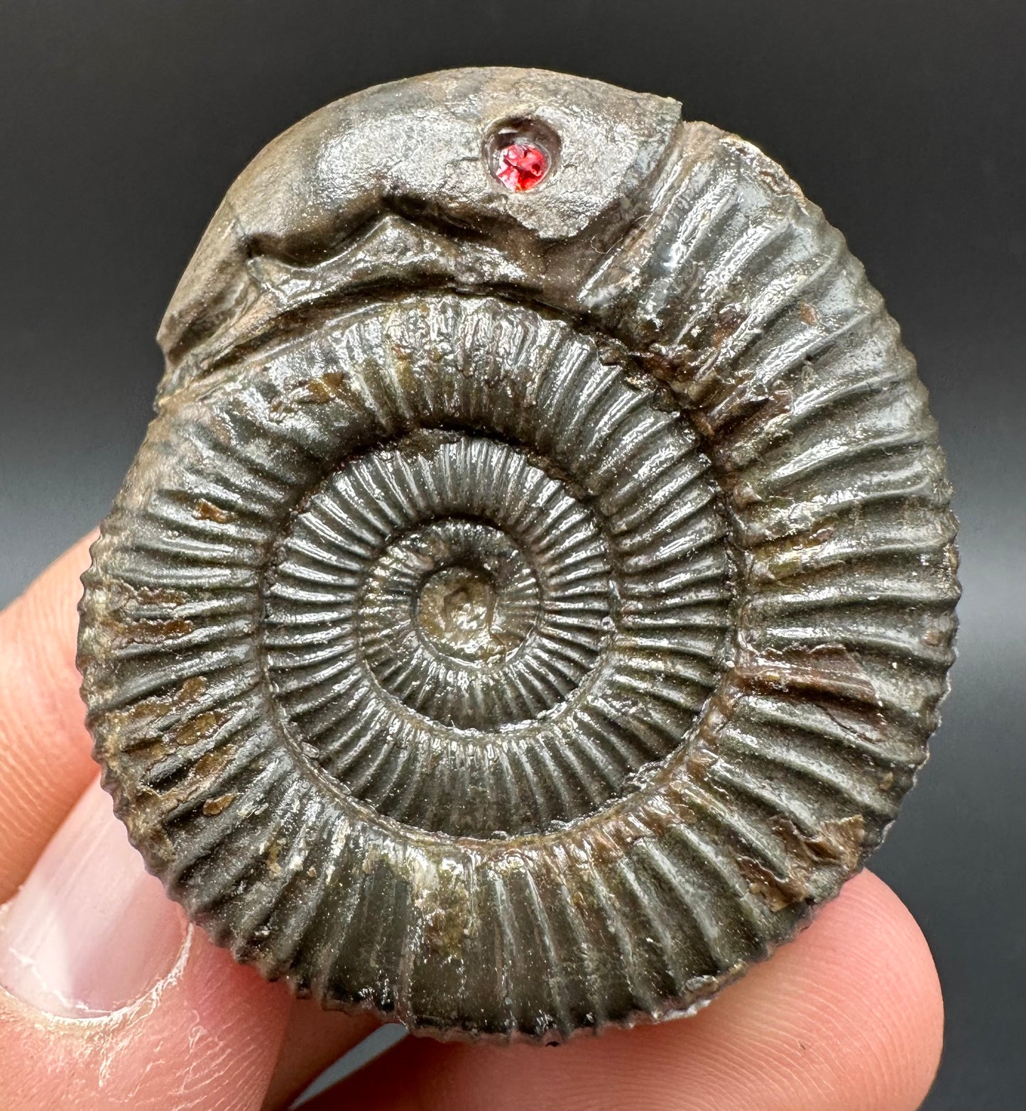 Snakestone Ammonite Fossil With Bag/Box And Stand - Whitby, North Yorkshire Jurassic Coast Yorkshire Fossils