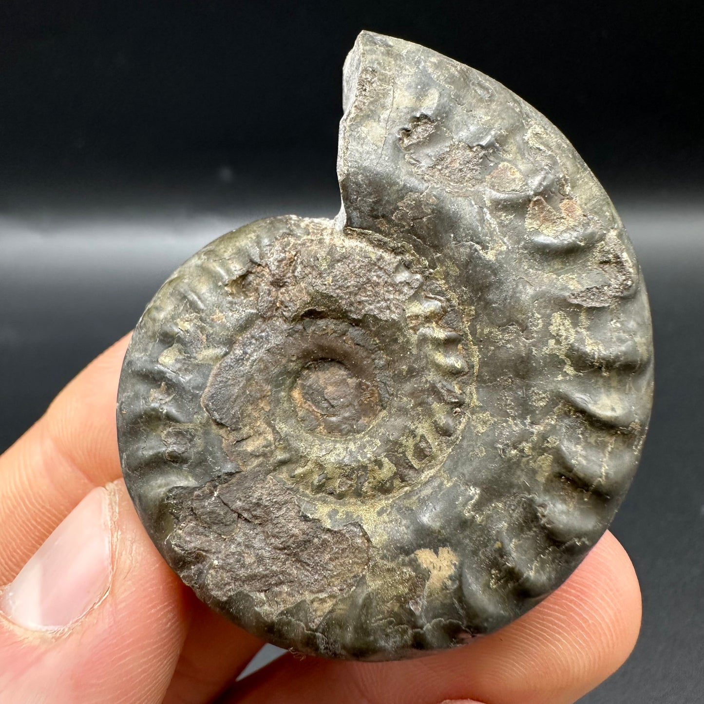 Hildoceras lusitanicum Ammonite fossil with box and stand - Whitby, North Yorkshire, Jurassic Coast, Yorkshire Fossils from the Jurassic Coast