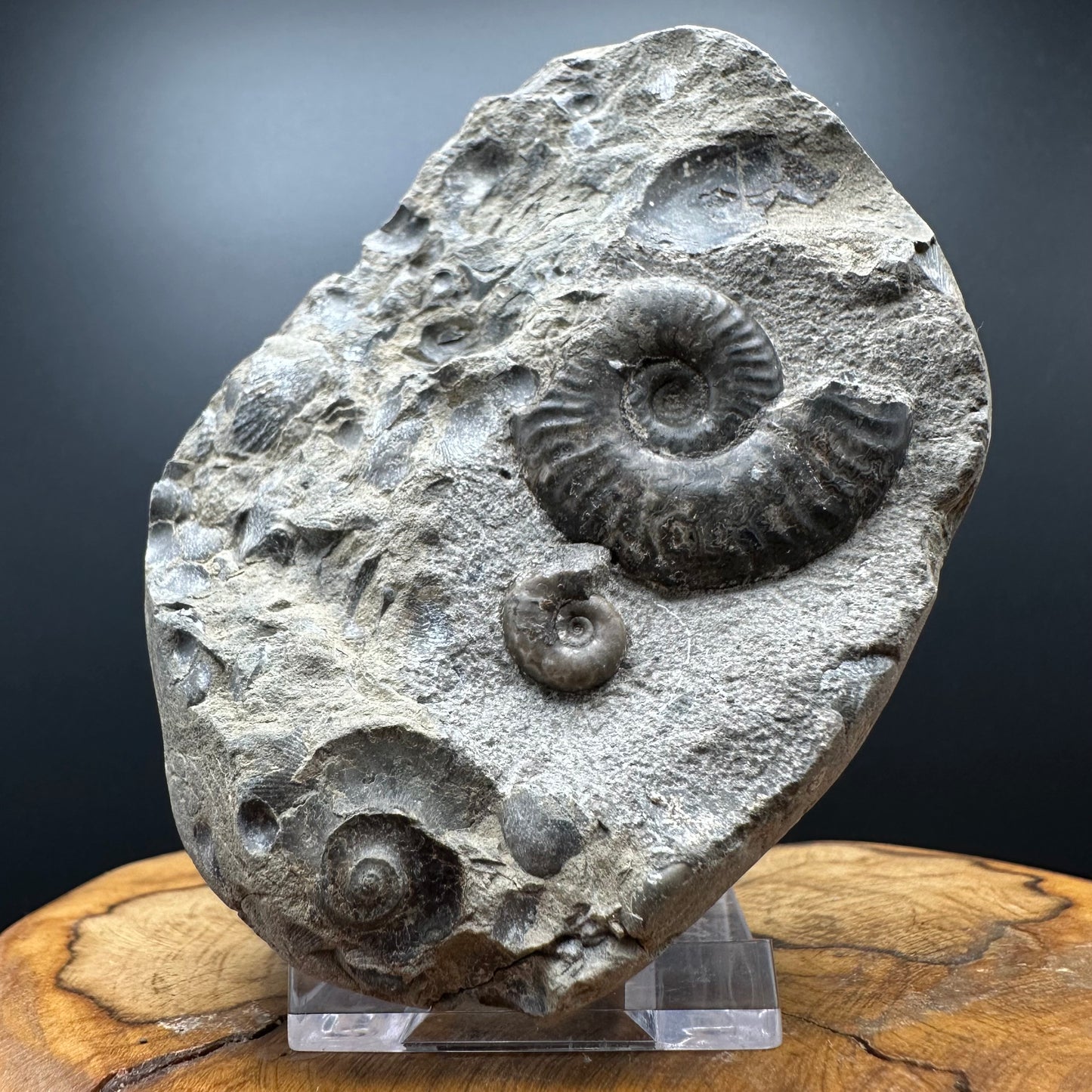 Grammoceras thoaurense Ammonite shell fossil with box and stand - Whitby, North Yorkshire, Yorkshire Fossils from the Jurassic Coast