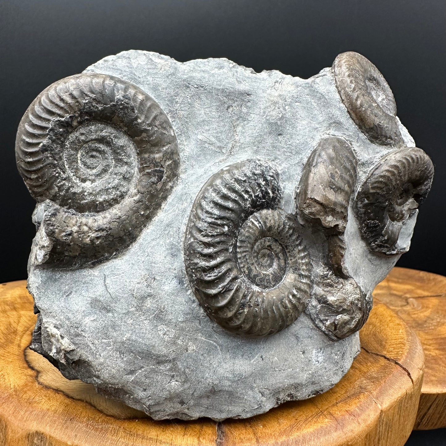 Grammoceras thoaurense Ammonite shell fossil with box and stand - Whitby, North Yorkshire, Yorkshire Fossils from the Jurassic Coast