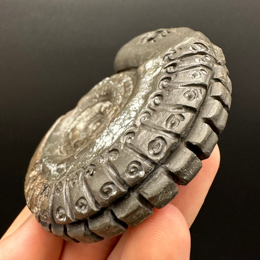 Snakestone Ammonite Fossil With Bag/Box And Stand - Whitby, North Yorkshire Jurassic Coast Yorkshire Fossils