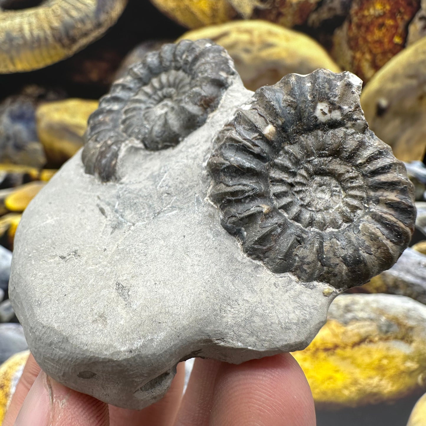 Androgynoceras maculatum ammonite fossil - Whitby, North Yorkshire Jurassic Coast Yorkshire Fossils