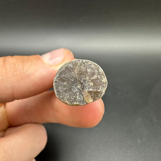 Belemnite (Fossil Squid) shell fossil - Whitby, North Yorkshire Jurassic Coast Yorkshire Fossils